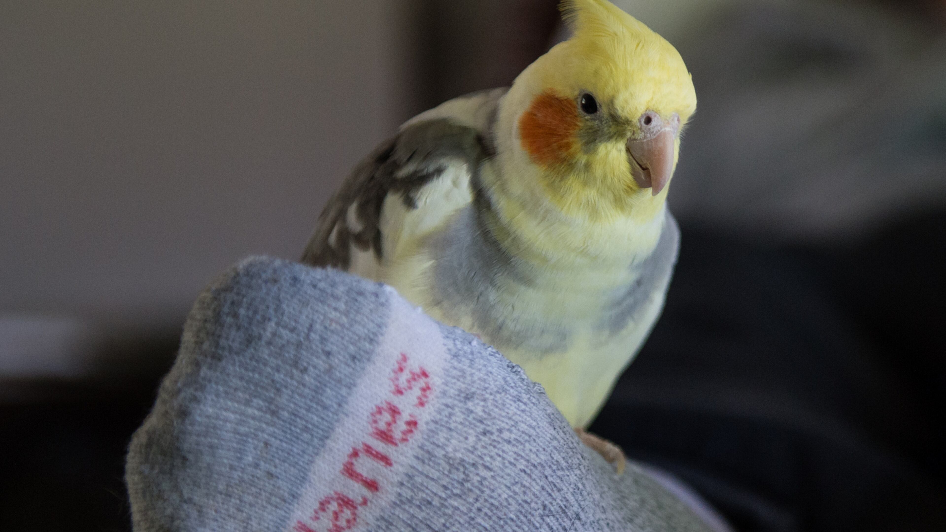 Chappie the cockatiel liked to hang out with Albert Zangaro, at their Canton home. Zangaro, who suffered from Alzheimer’s, died April 10. BITA HONARVAR/SPECIAL