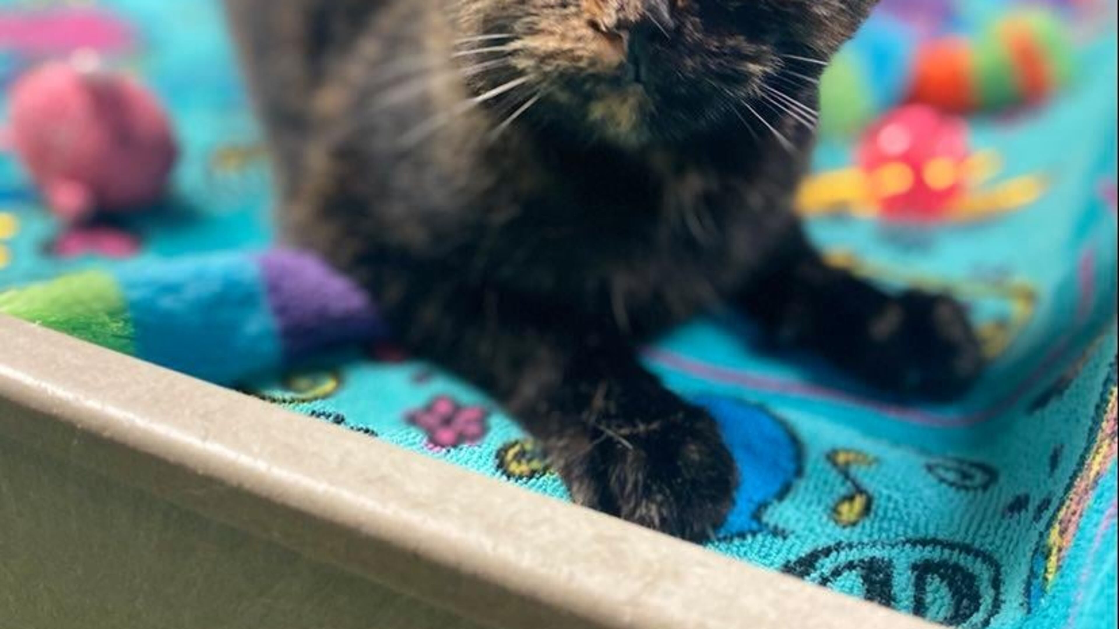 The Fayette County Animal Shelter will now have two full-time adoption counselors. Courtesy Fayette County