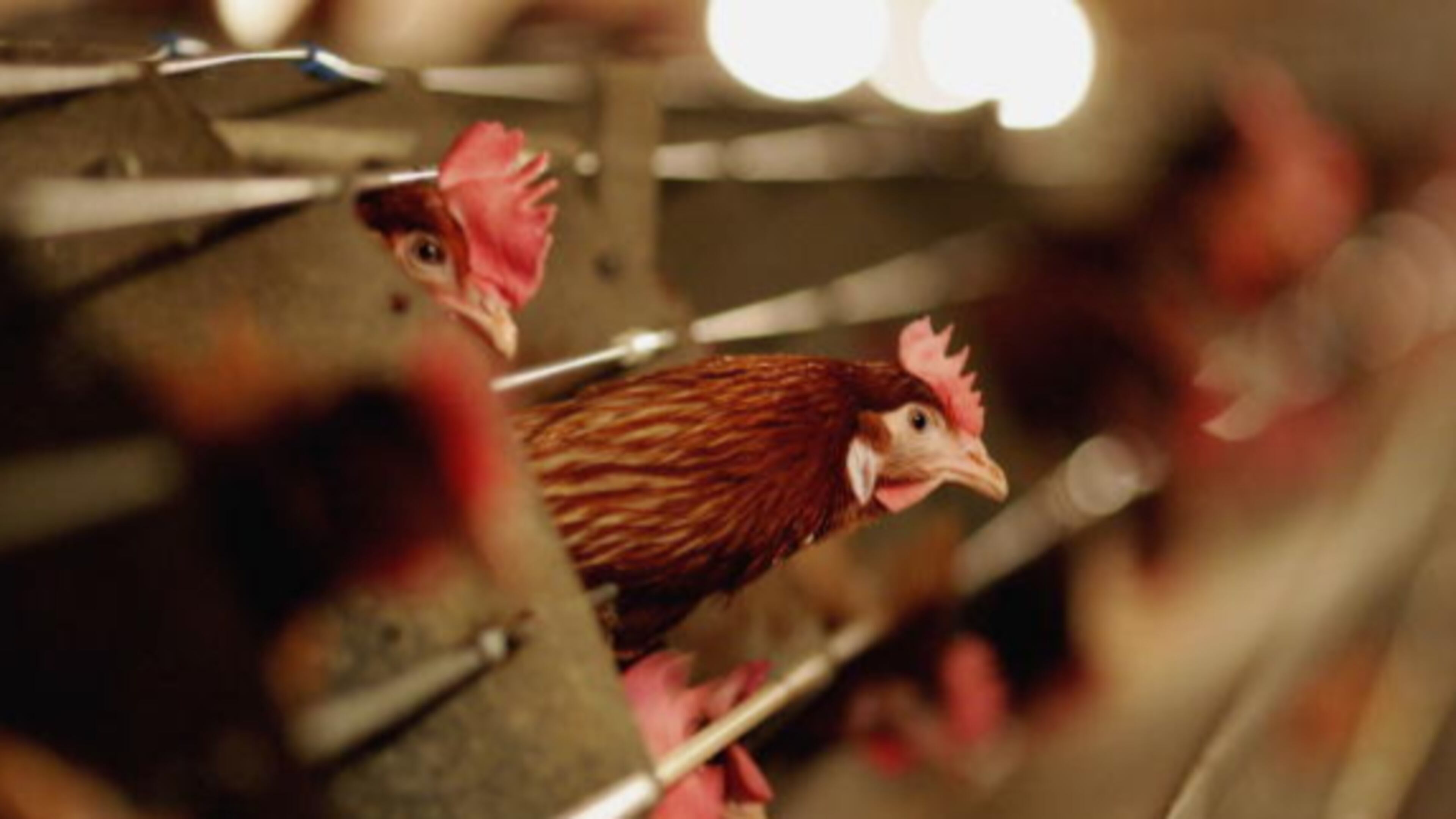 Hens are seen here at a chicken farm. A Georgia farmer is losing his contract with Pilgrim’s Pride after the Humane Society of the U.S. caught him on video abusing chickens.