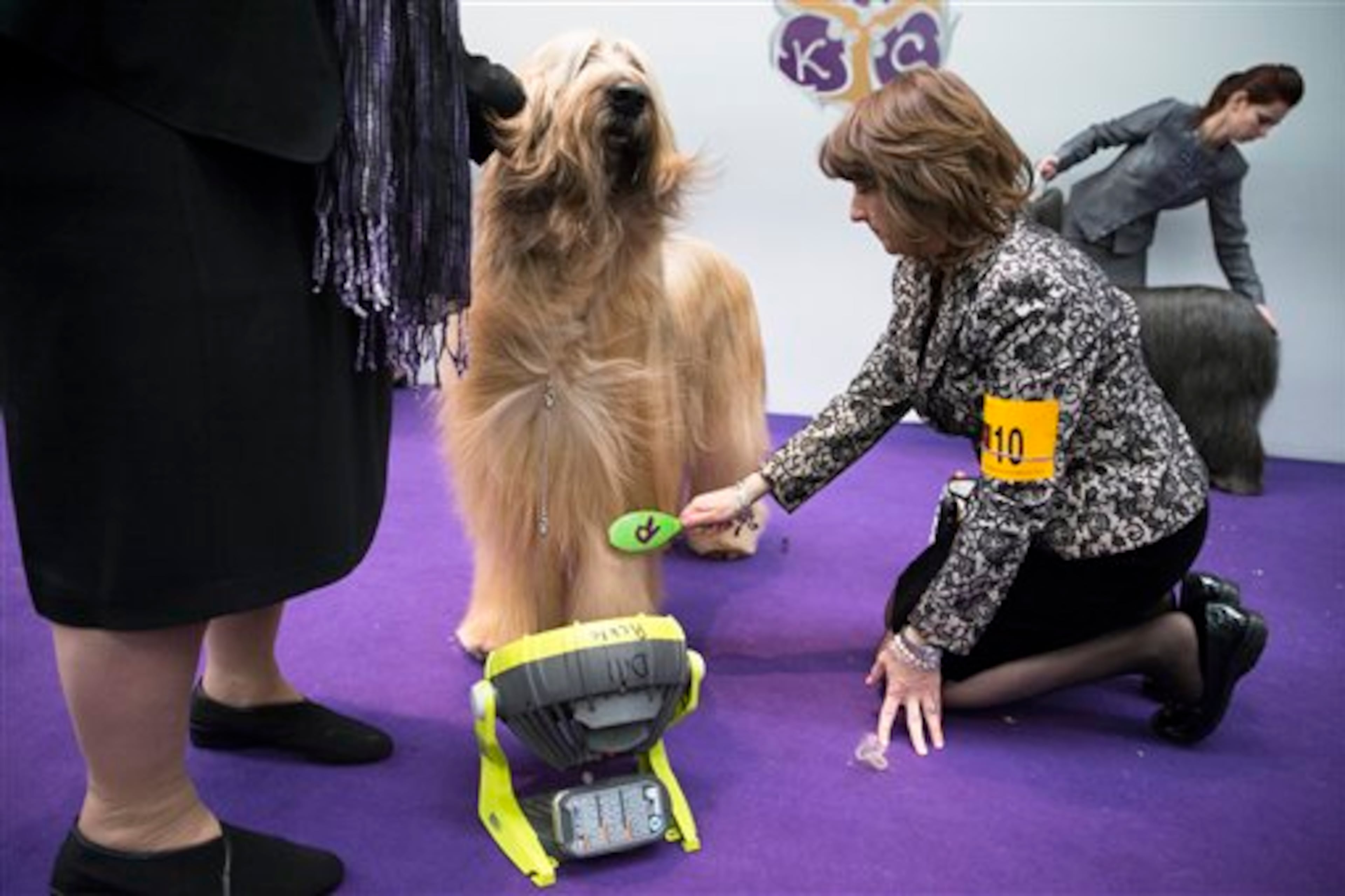 Dill Pickle, a Briard, is brushed while being cooled by a fan ringside before a competition during the Westminster Kennel Club dog show, Monday, Feb. 10, 2014, in New York. (AP Photo/John Minchillo)