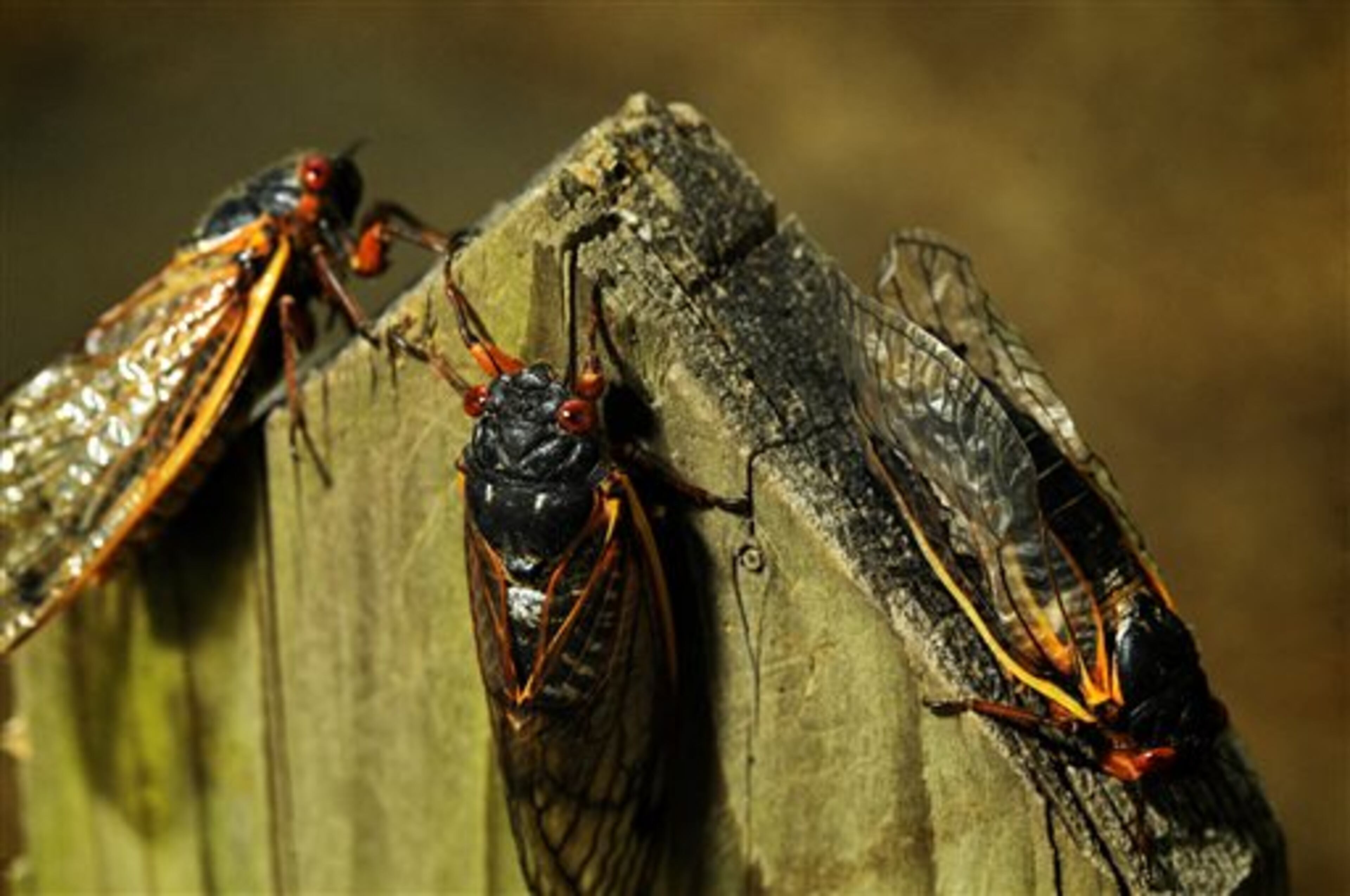 Seventeen year Brood II cicadas emerge in the Leavells Crossing neighborhood in Spotsylvania, Va on Thursday, May 16, 2013. (AP Photo/The Free Lance-Star, Dave Ellis)