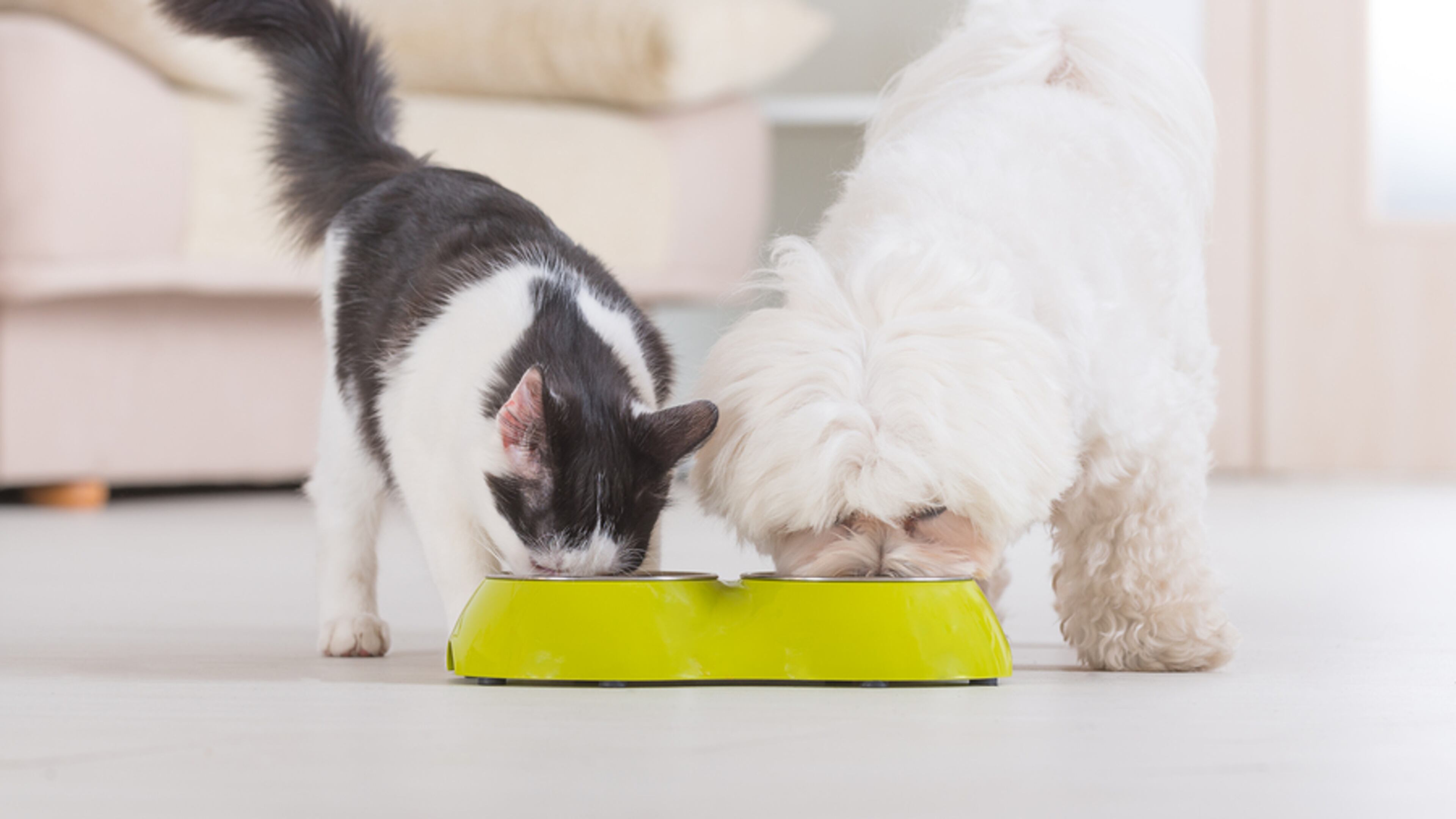 A dog or cat s nutritional requirements vary based on age and health, which may leave some pet owners questioning how to provide the right kind of food.
CONTRIBUTED