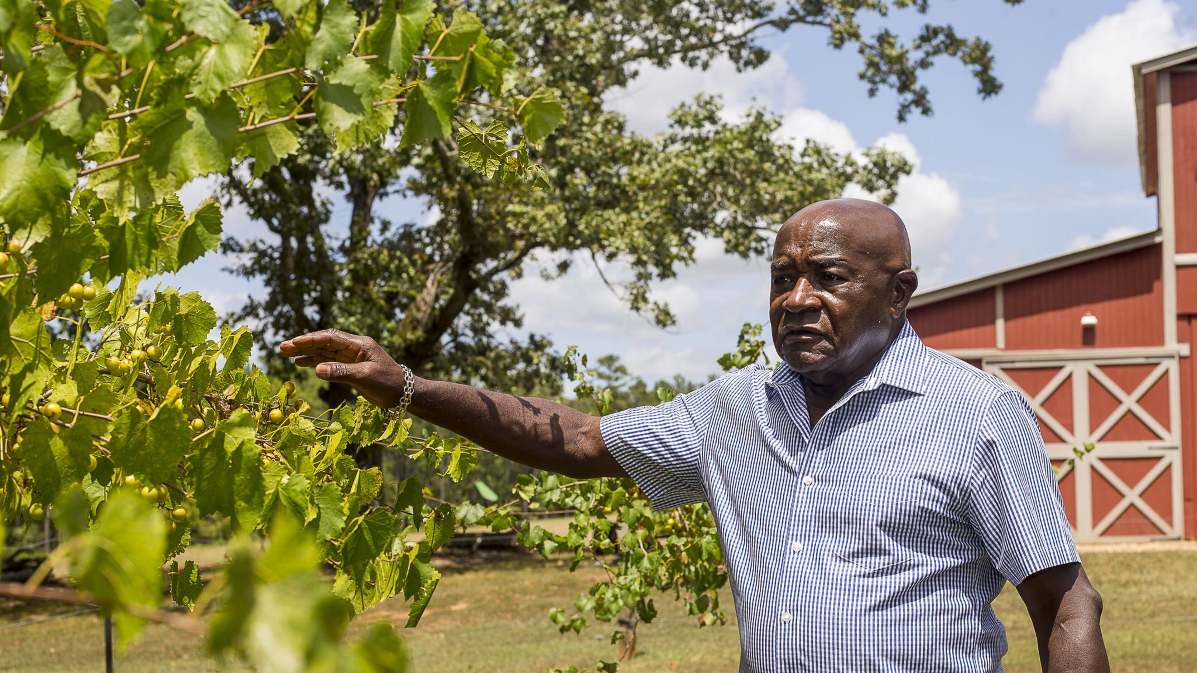 Carl Ware, once a senior executive at the Coca-Cola Company, surveys his wine grapes at his property in Newnan. (Alyssa Pointer/alyssa.pointer@ajc.com)