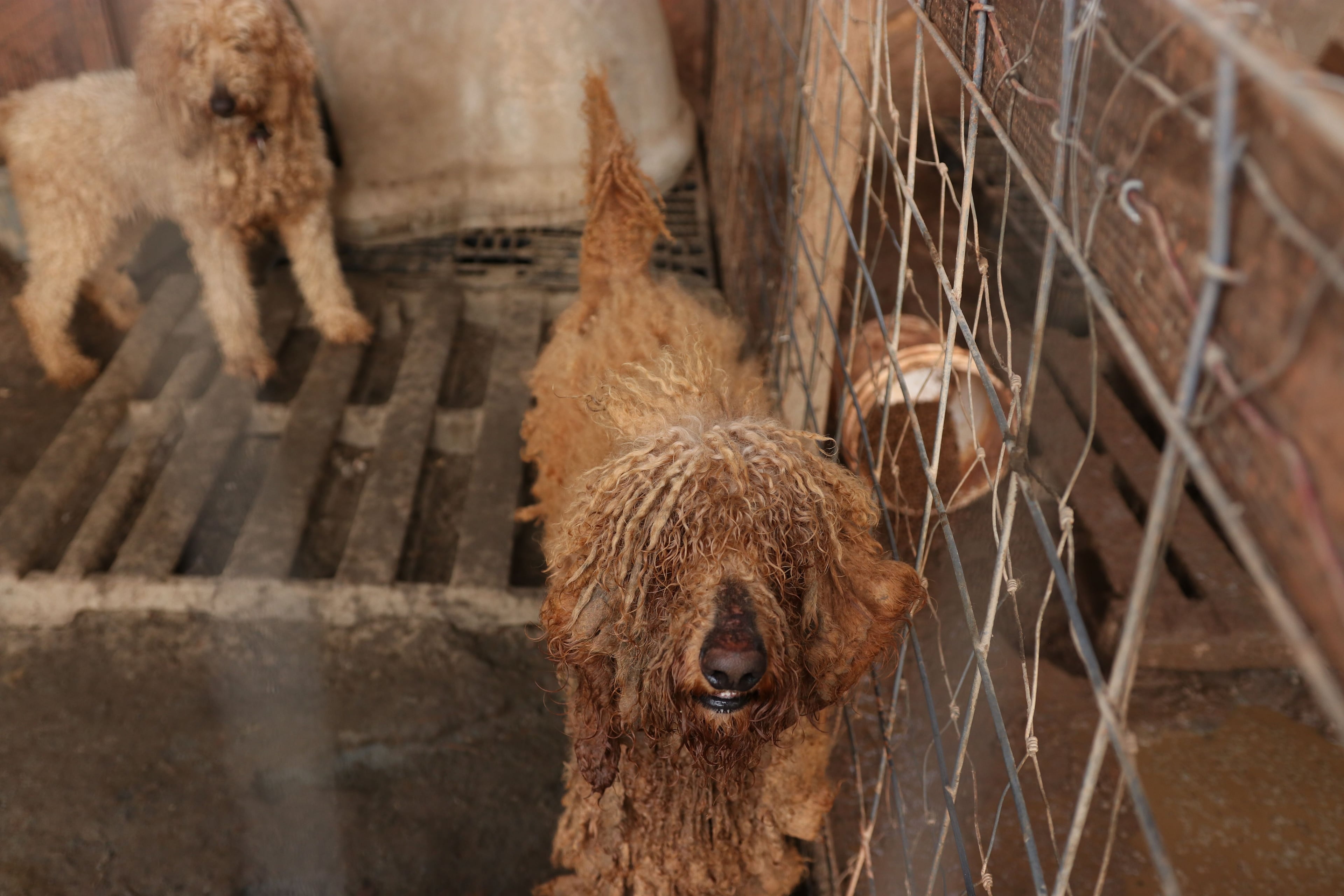 Animal cruelty charges were filed against the owners of the dogs.