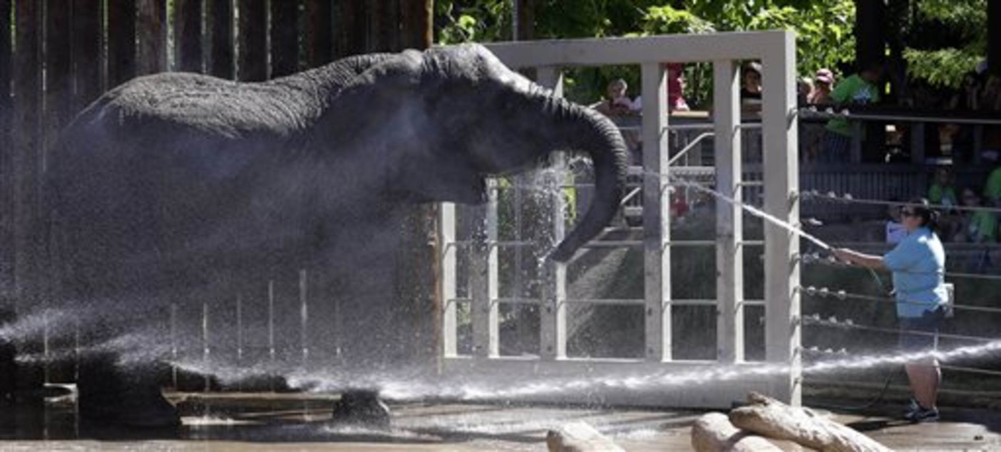 Elephants at Utah's Hogle Zoo are cooled off with water hoses Friday, June 28, 2013, in Salt Lake City. The heat wave that is gripping the western United States is one of the worst in years, with desert locations in the Southwest seeing temperatures approach 120 degrees. (AP Photo/Rick Bowmer)