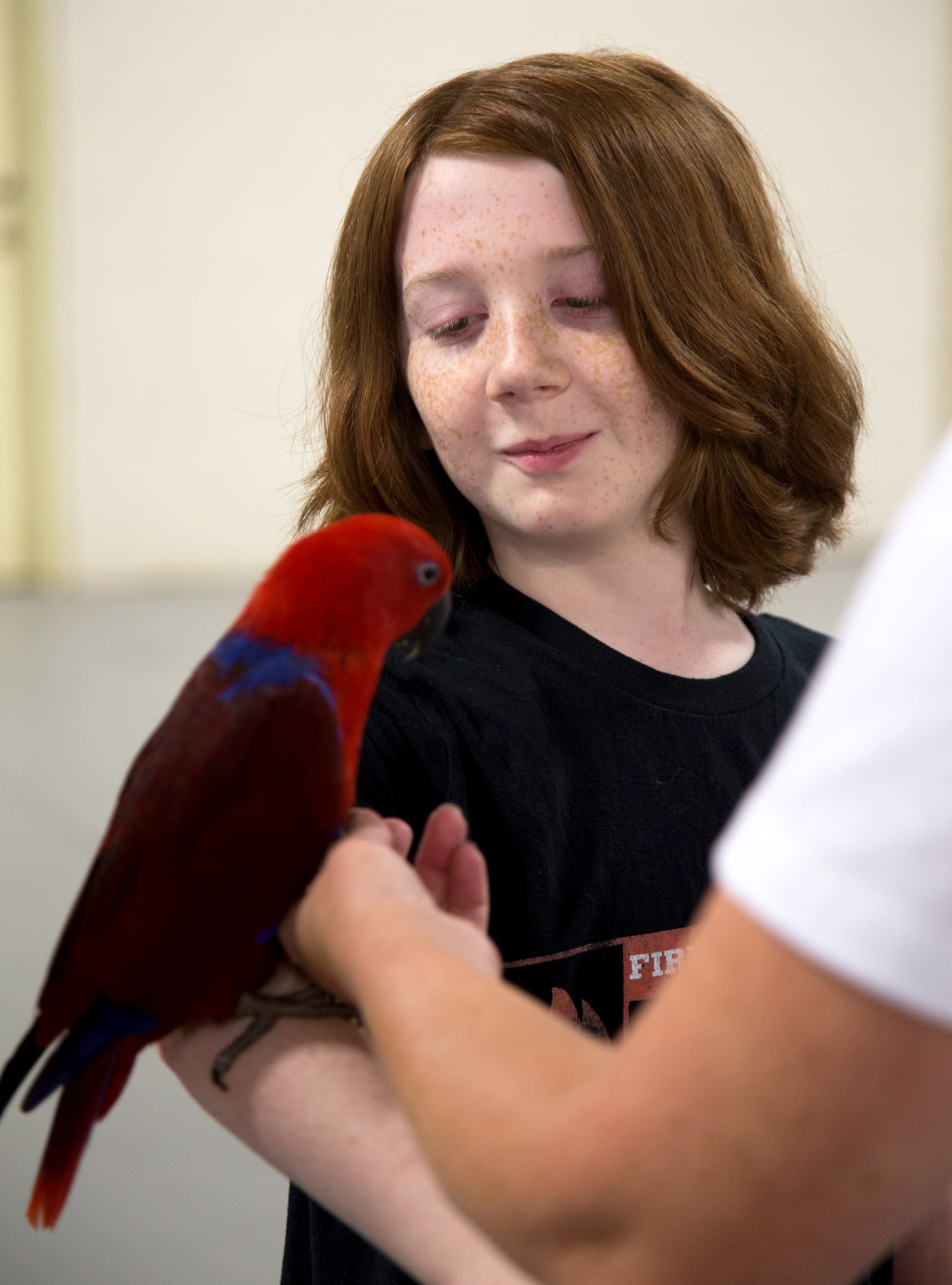 Seth Crowley, 13, looks over a Solman Linda Eclectus parrot during the Southeast Exotic Bird Fair at the Gwinnett County Fairgrounds in Lawrenceville GA Sunday, July 8, 2018. STEVE SCHAEFER / SPECIAL TO THE AJC