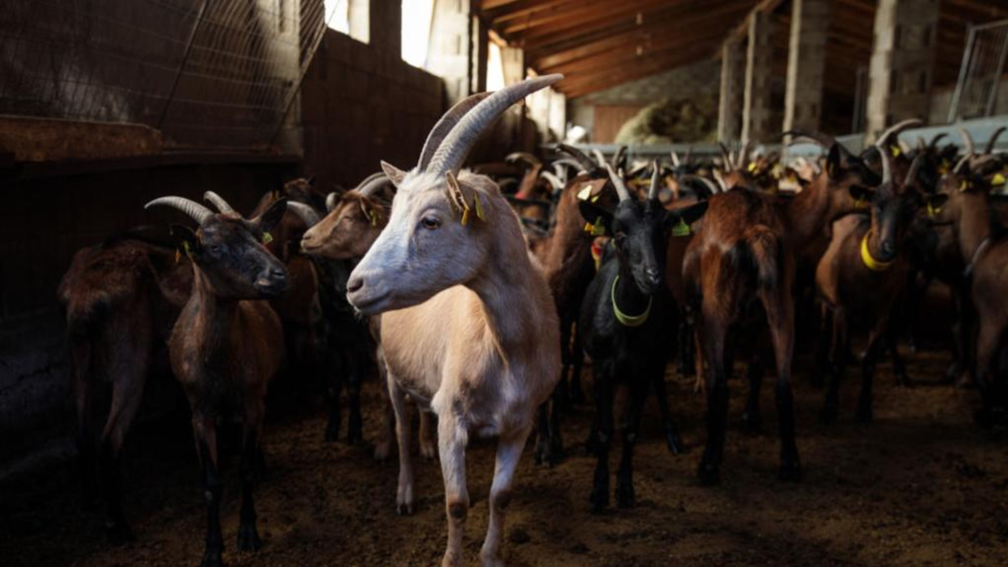 A goat is adjusting to his new life at a pet rescue center.