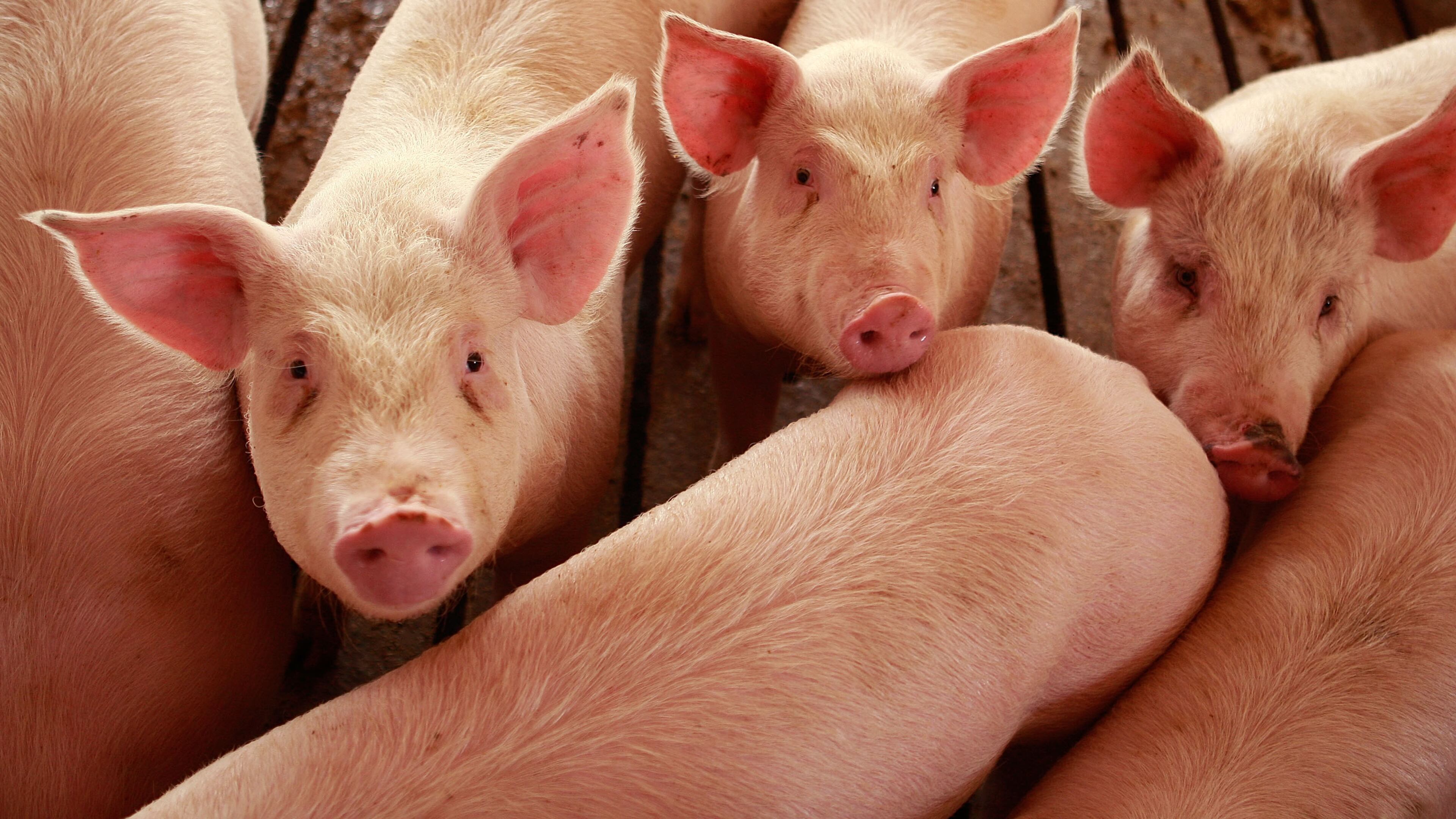 ELMA, IA - APRIL 28: Hogs are raised on the farm of Gordon and Jeanine Lockie April 28, 2009 in Elma, Iowa. Hog farmers who have been battered by rising feed prices are now faced with plummeting hog prices driven in part by misconceptions about the relationship of Swine Flu to eating pork and recent import bans on raw U.S. pork by some countries. (Photo by Scott Olson/Getty Images)