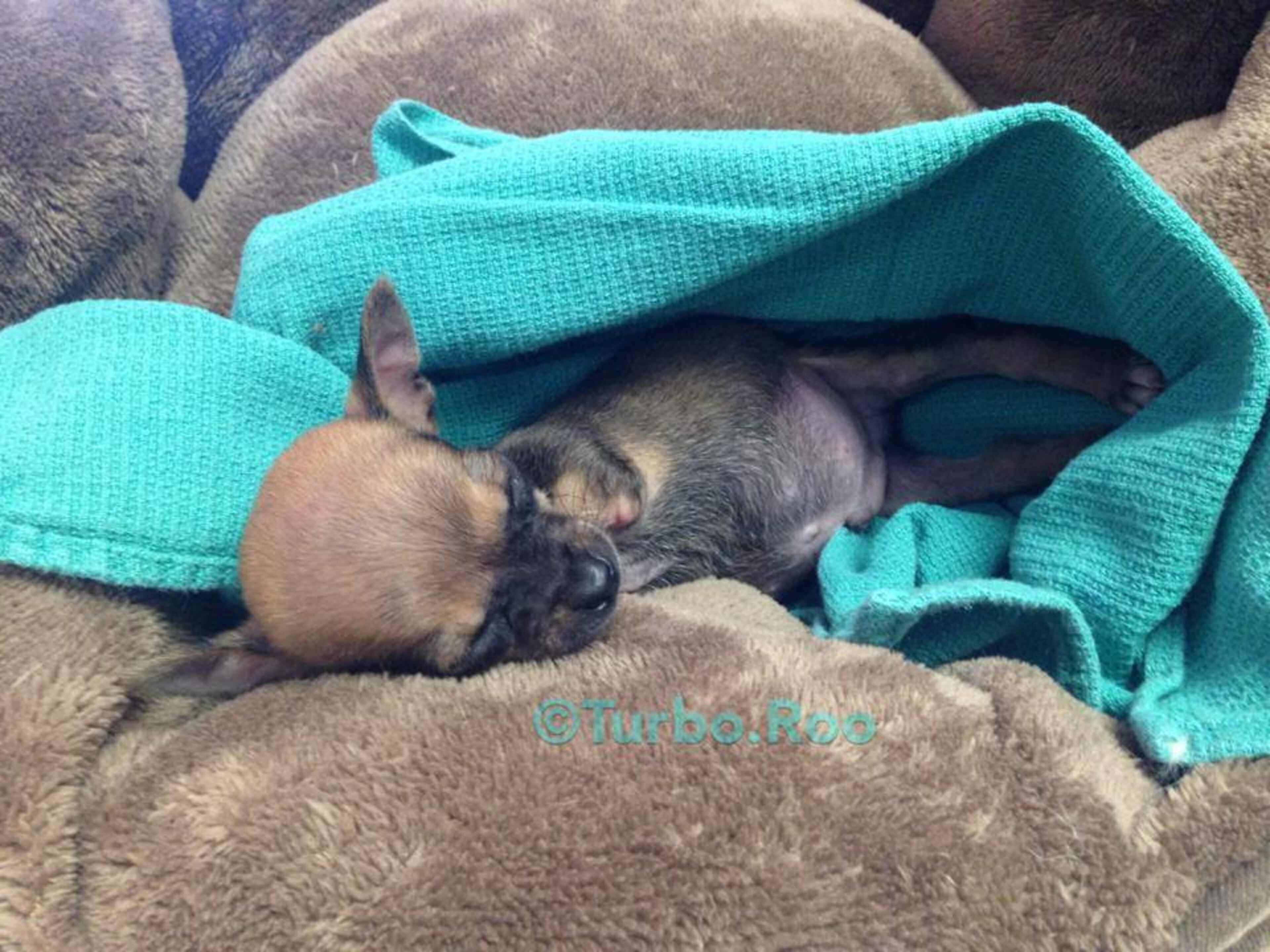 Photos courtesy of Turbo.Roo on Facebook