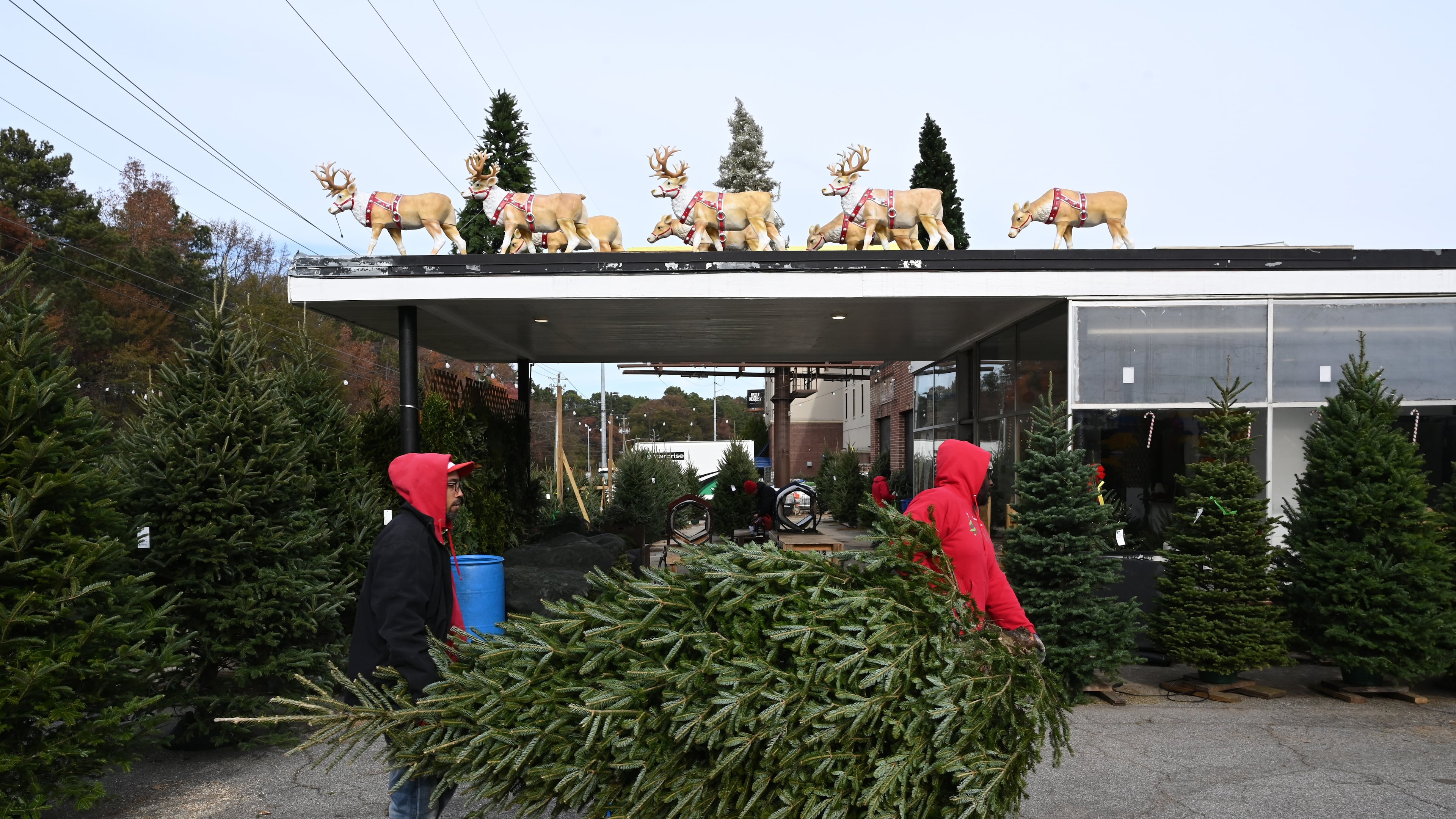 Crew members prepare and pack online orders at Tradition Trees’ Chamblee lot in Atlanta, Dec. 4, 2024. The company is known for offering freshly cut, well-hydrated trees throughout the season. (Hyosub Shin/AJC)