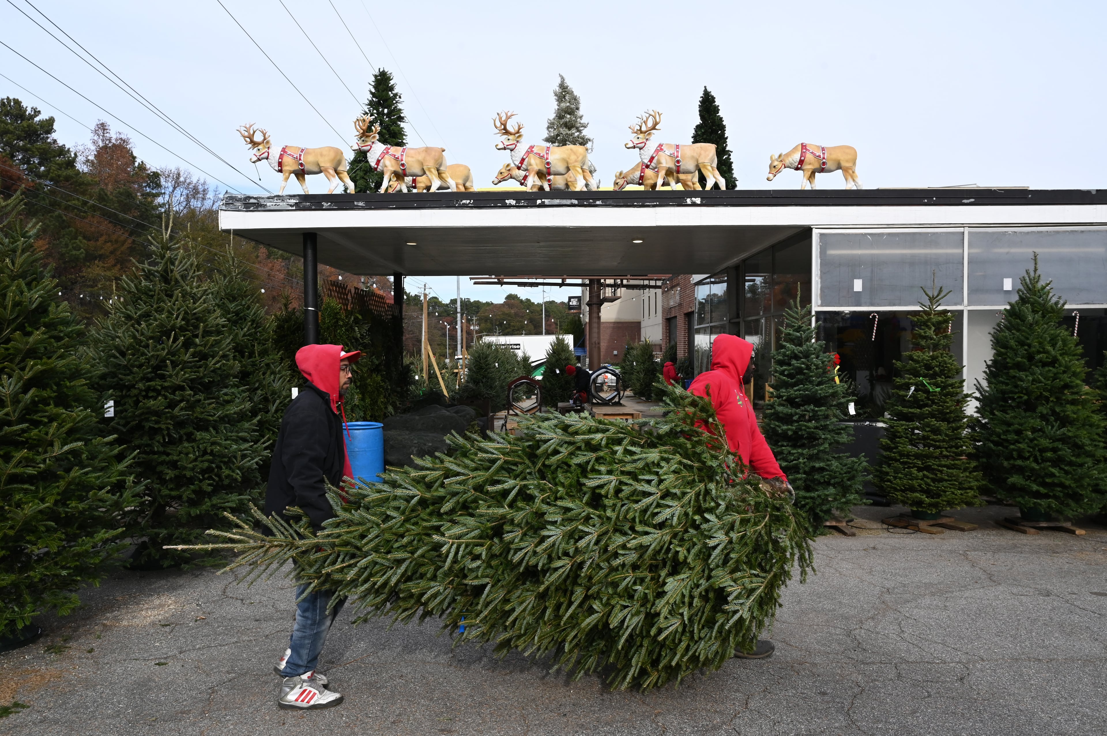 Real Christmas trees aplenty this season