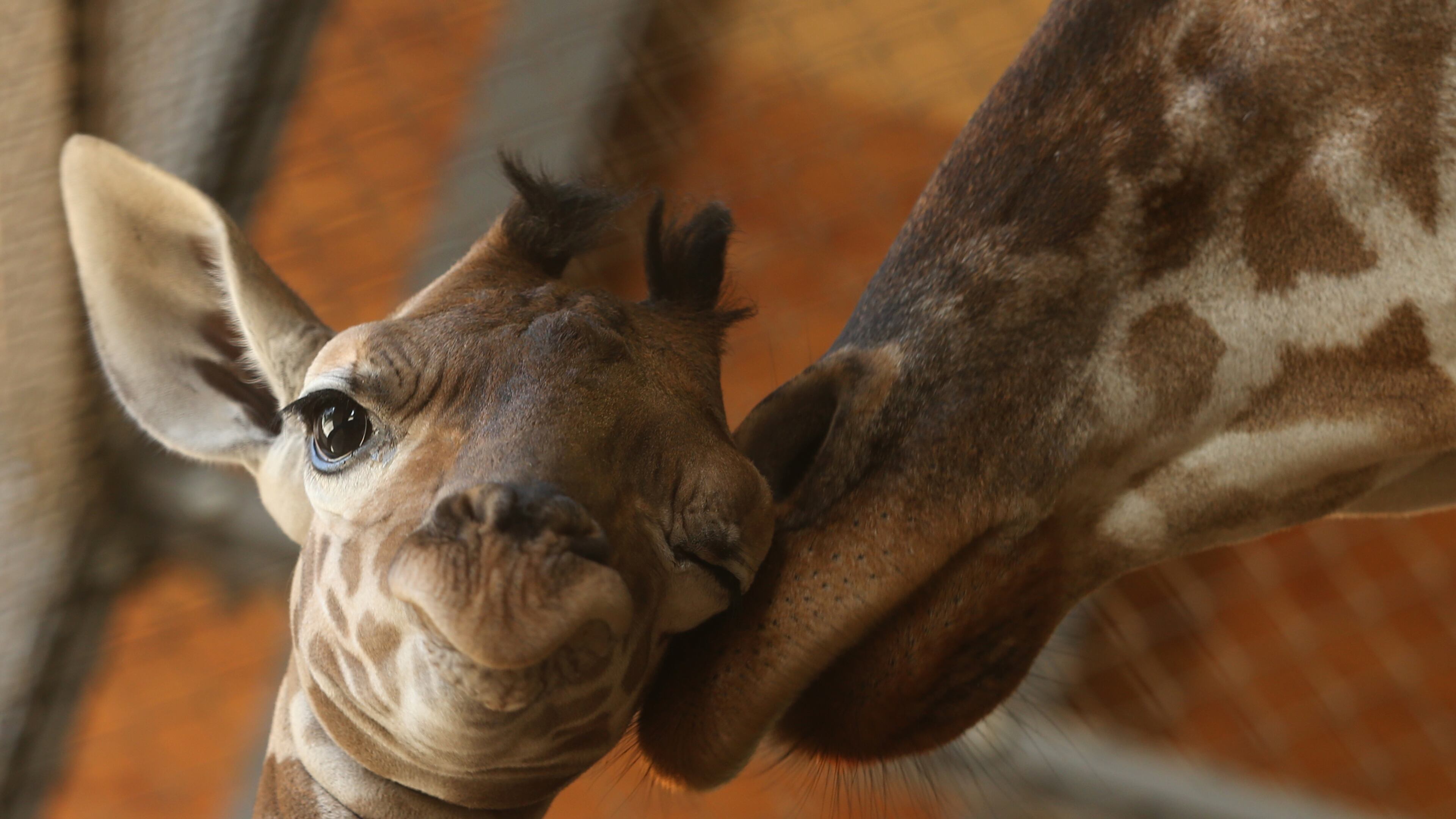 An eleven day old newborn giraffe calf stands beside his mother named Mimi in their enclosure at Himeji Central Park on October 16, 2013 in Himeji, Japan. The baby giraffe was born on October 5, 2013 and stands over 170 cm tall. (Photo by Buddhika Weerasinghe/Getty Images)