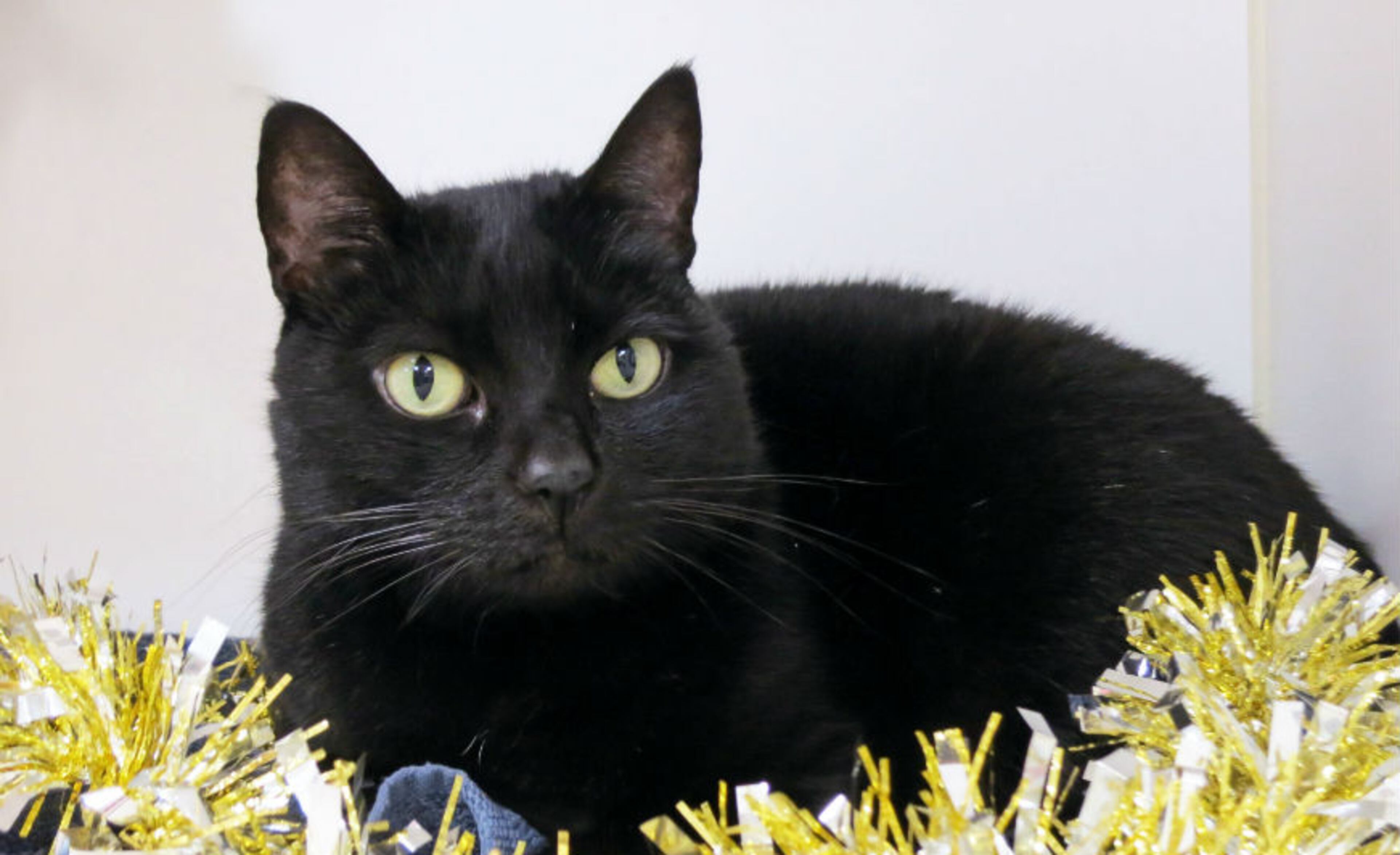 Give an animal a loving home this holiday. Shadow is available for adoption at the Howell Mill location of the Atlanta Humane Society. Atlanta Humane Society places approximately 8,000 animals into forever homes each year. For additional information, please email contact@atlantahumane.org.