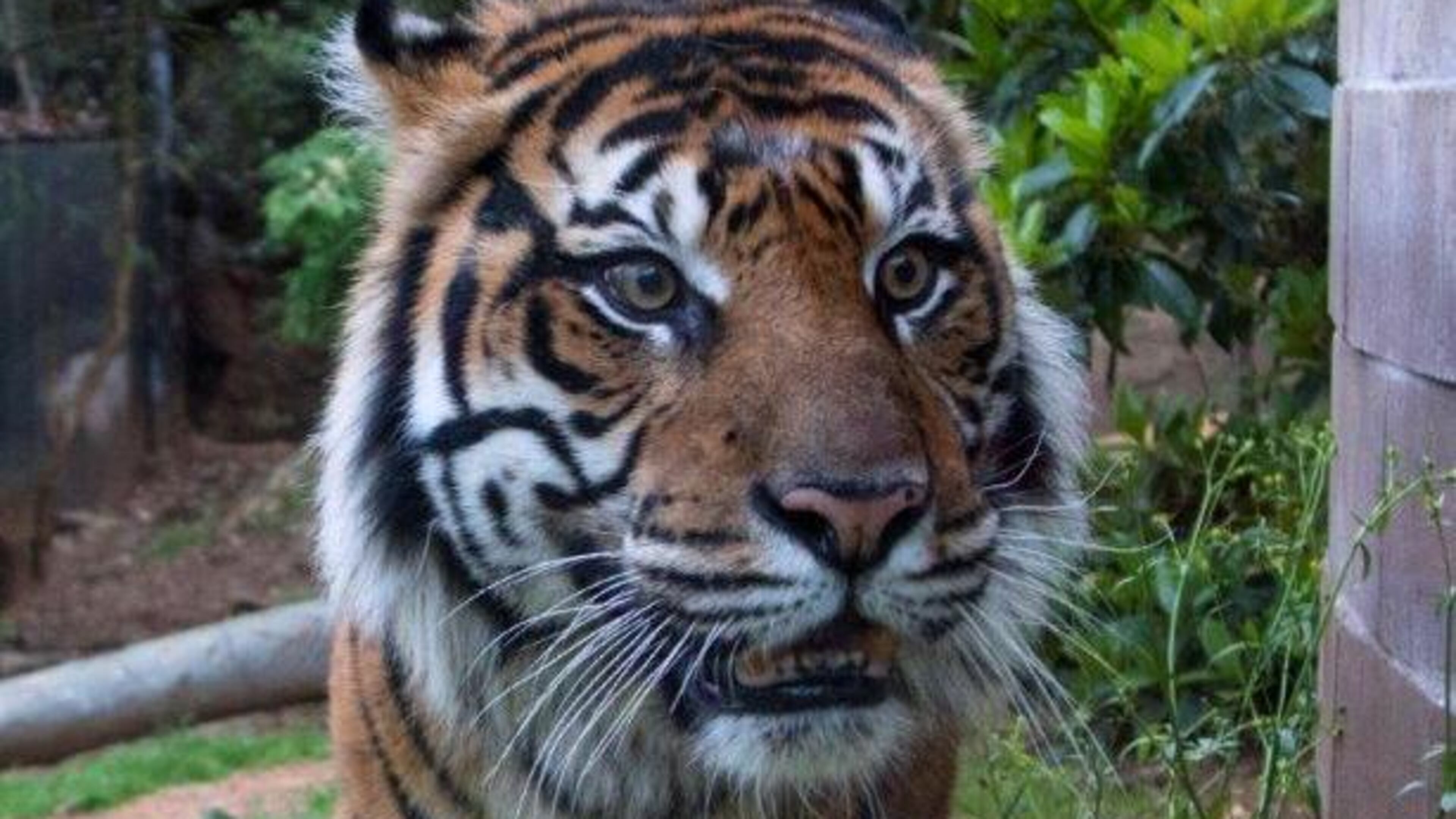 Sparky, a Sumatran tiger at Zoo Atlanta, is 15, just one year younger than his mate Chelsea. The two represent two of the last remaining Sumatran tigers in existence, and Zoo Atlanta hopes that they will mate some time in the future. CONTRIBUTED: ZOO ATLANTA