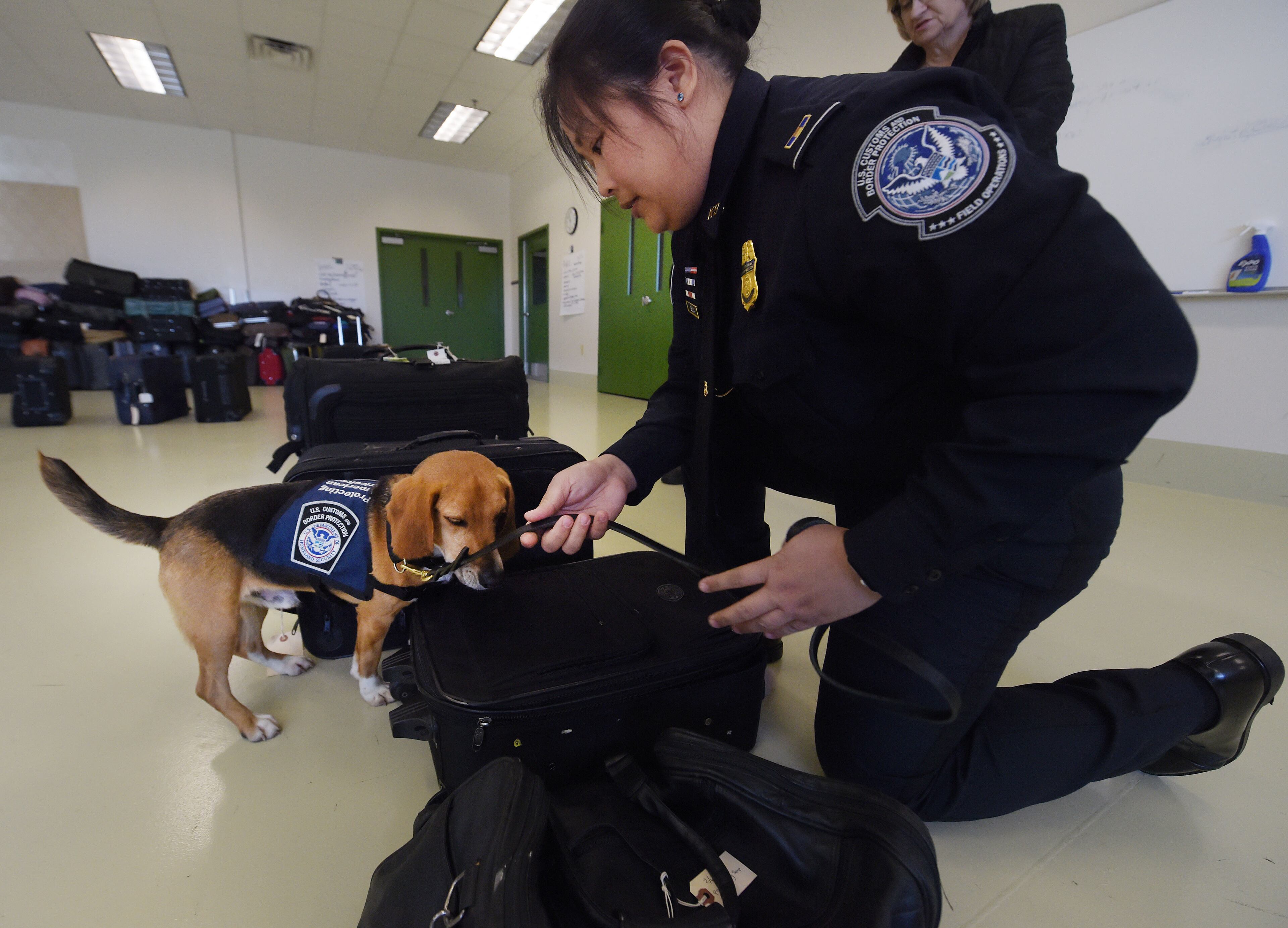 MARCH 16, 2017 NEWNAN Murray is praised by his handler after discovering a hidden fruit in luggage. U.S. Customs and Border Protection Agriculture Specialist Amabelle Gella and "Murray," K9 Beagle, perform a search during a demonstration at the National Detector Dog Training Center in Newnan, Thursday, March 16, 2017. Murray was rescued in the Northeast Georgia Animal Shelter after sustaining obvious injuries. After his rescue, he was trained as an agriculture detector dog through the USDA. He'll work at Hartsfield Jackson International Airport. KENT D. JOHNSON/AJC