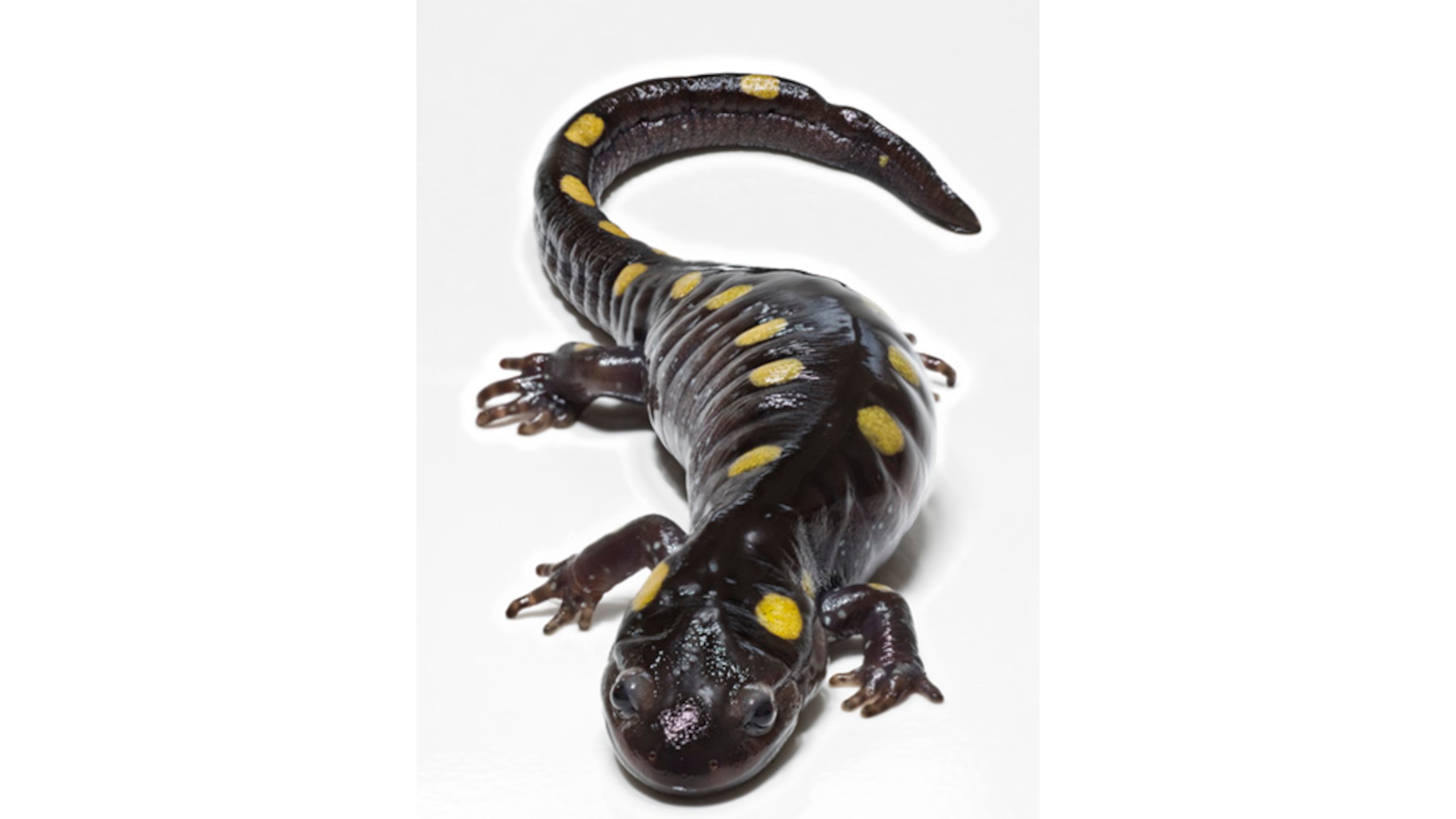The spotted salamander, which occurs mostly in North Georgia, spends most of its life in underground burrows but emerges in February to breed and lay eggs in temporary, rain-filled ponds. (Courtesy of Scott Camazine/Creative Commons)