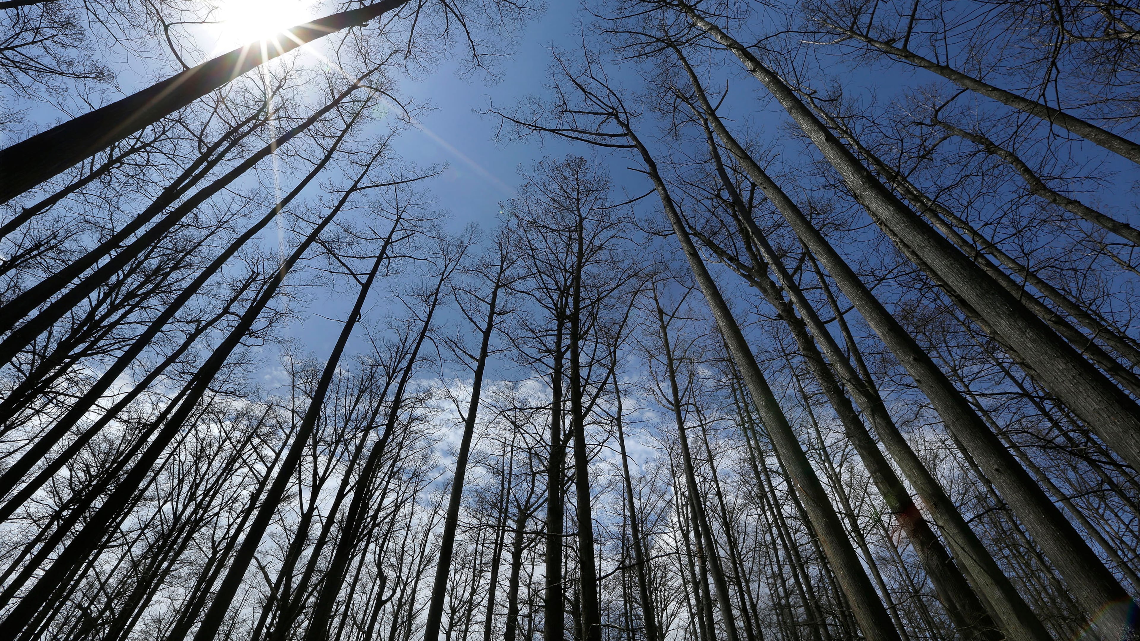 FILE - Cypress trees grow in Heron Pond in the Shawnee National Forest near Belknap, Ill., April 9, 2013. (AP Photo/Seth Perlman, File)