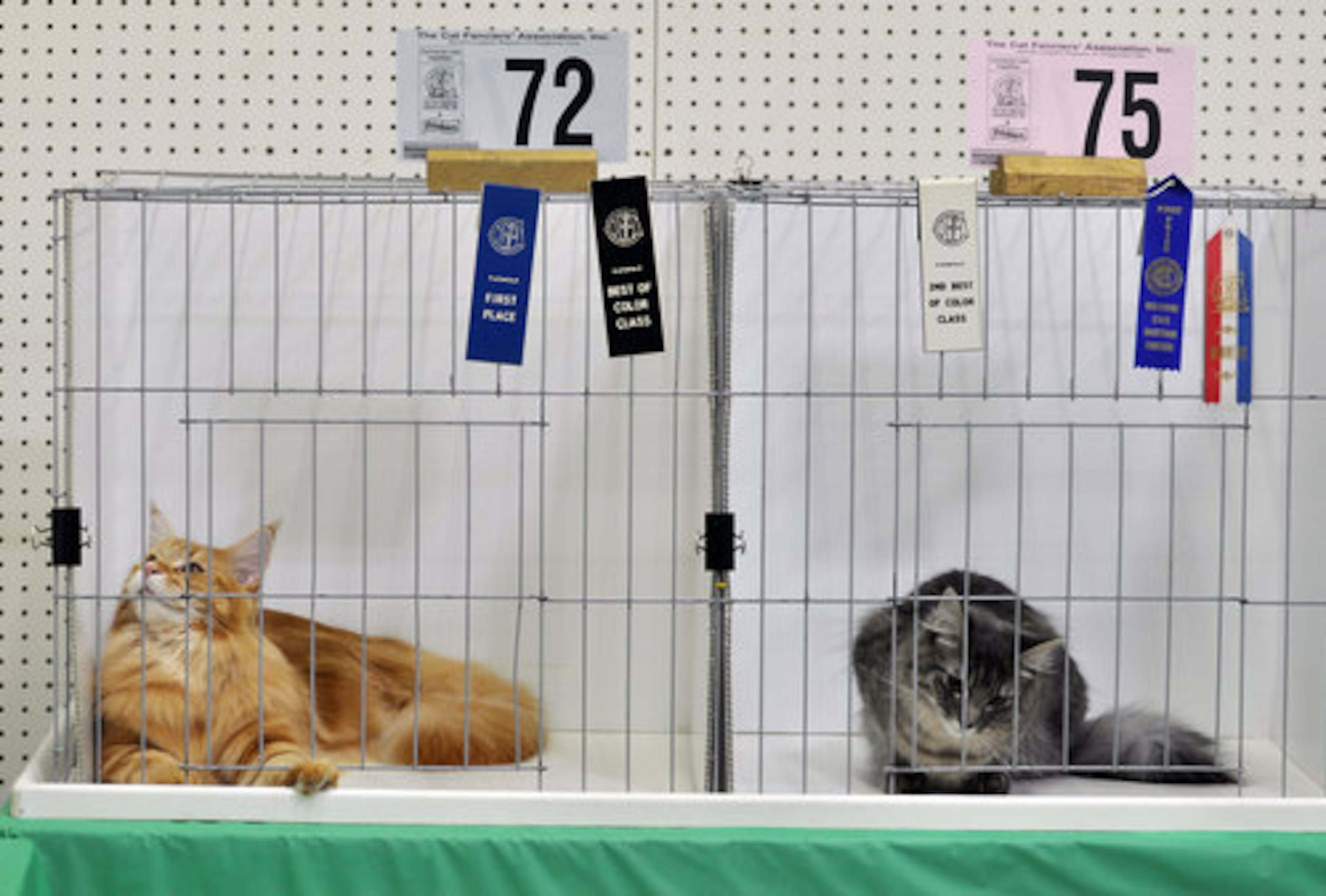 Over 200 cats were shown and judged at the Atlanta Phoenix Cat Society Cat Show at the Lakewood 400 Antique Market in Cumming, Saturday, March 12, 2011.