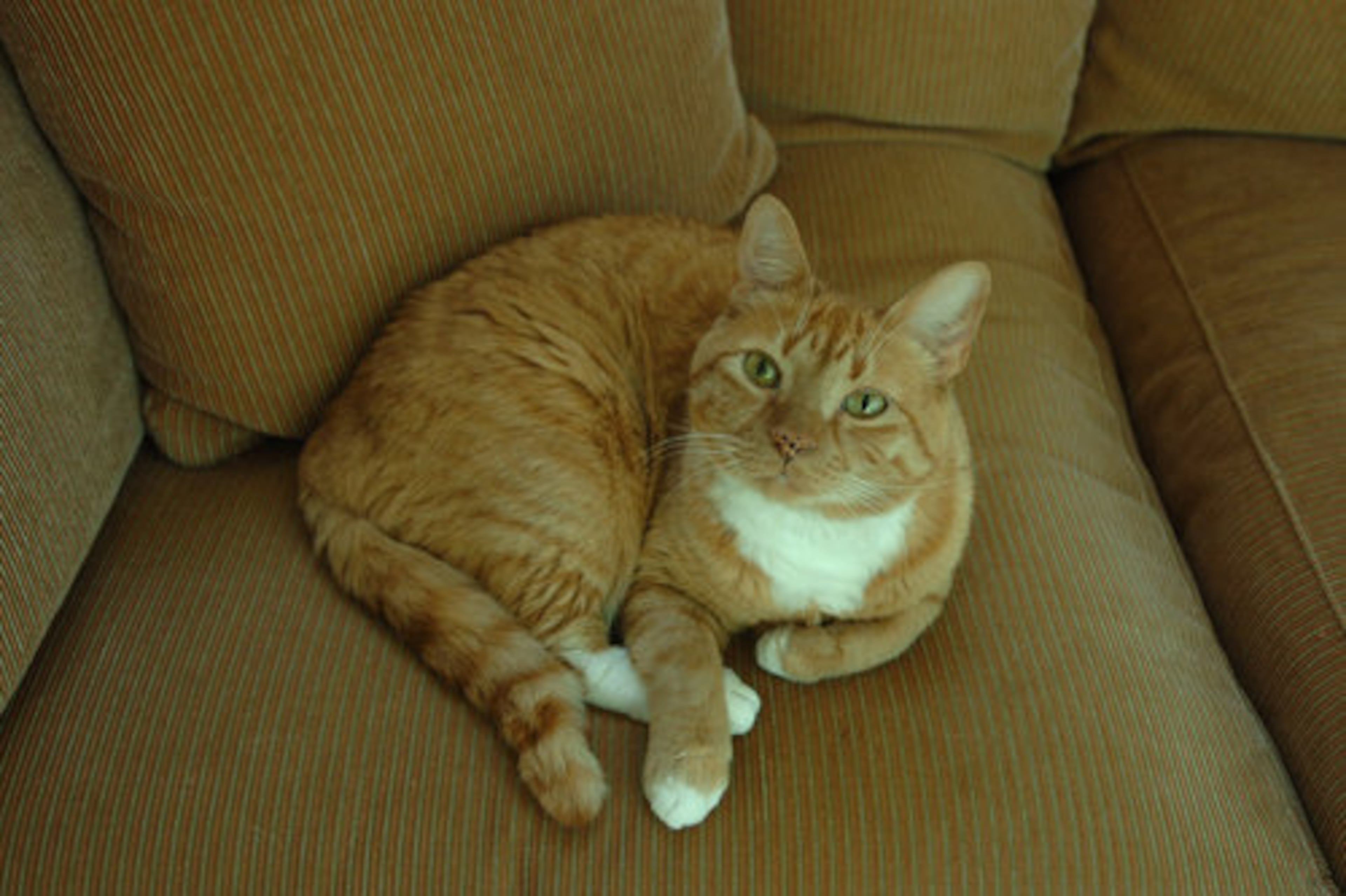 Lester, the couple's cat.
