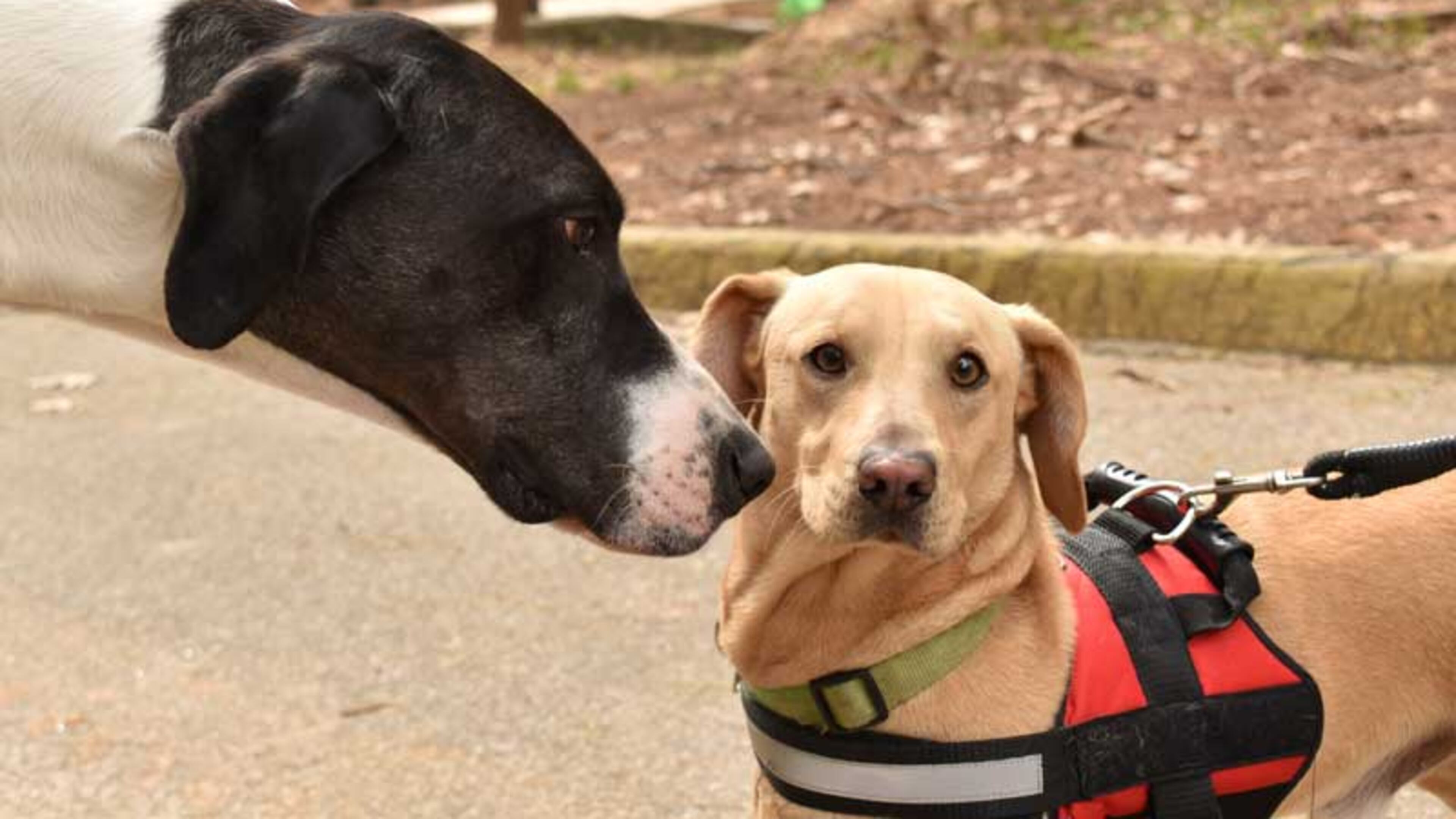 A unanimous vote by Tucker city officials means animal owners must keep their pets on a leash no longer than six feet when off the owner's property - except on city-owned and designated off-leash areas. (Courtesy of Tucker)