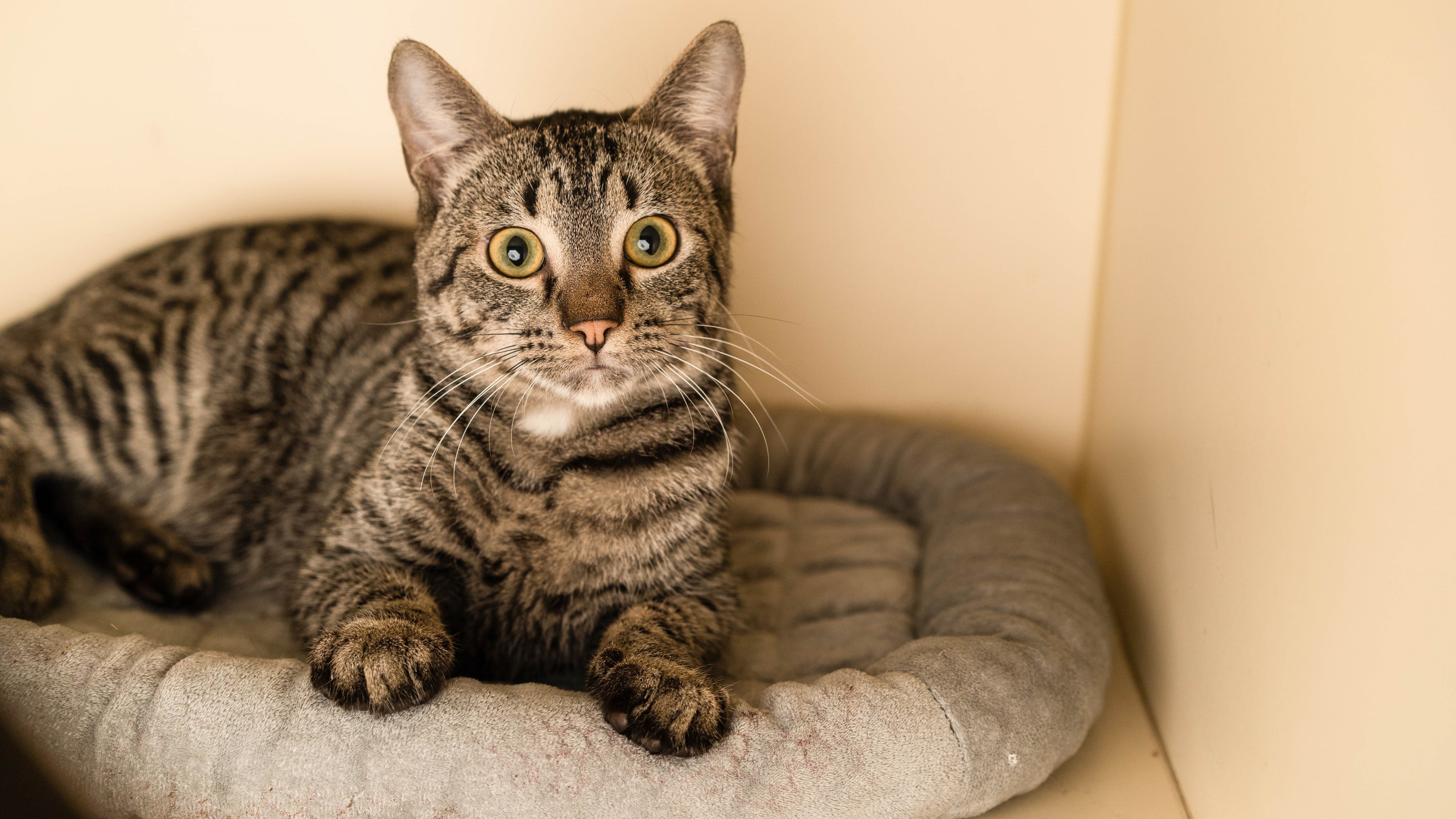 Meet Scooby, a cat up for adoption from LifeLine.