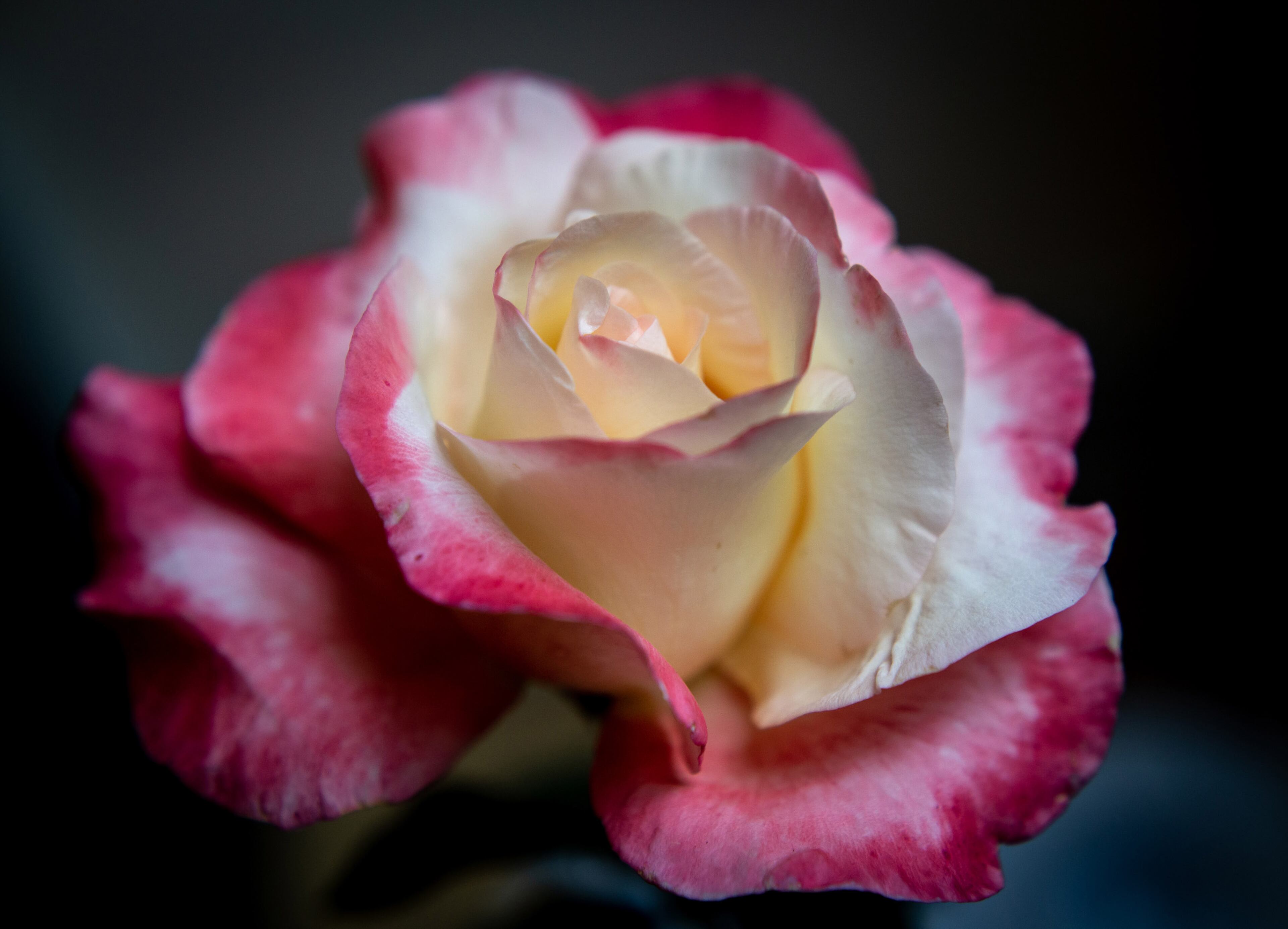 The Queen Elizabeth rose, a Hybrid Tea, sits on display during the 62nd Atlanta Rose Show at the Atlanta Botanical Garden on Sunday, May 12, 2019. The Rose Show was hosted by the Greater Atlanta Rose Society. STEVE SCHAEFER / SPECIAL TO THE AJC