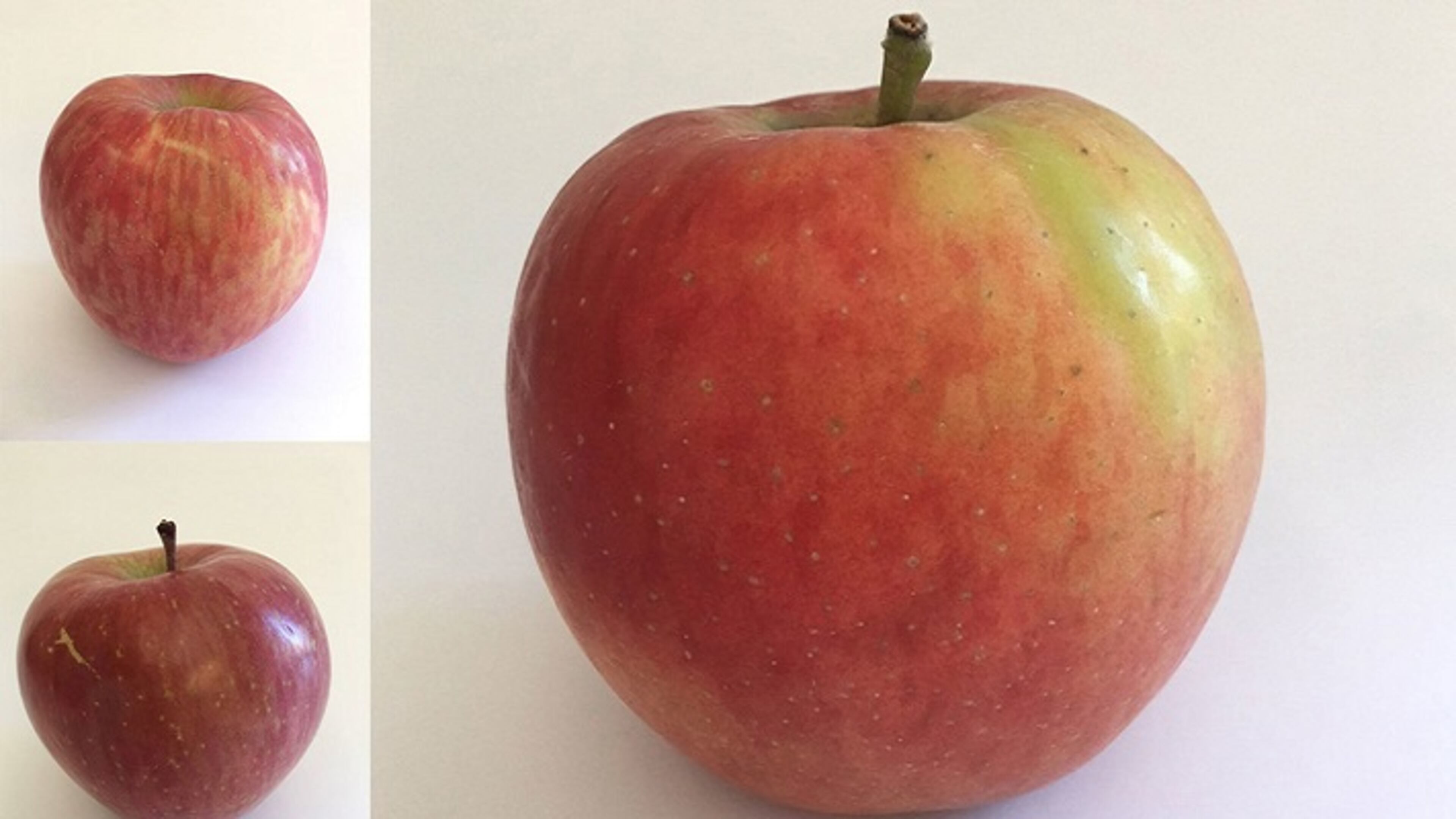 Clockwise from top left: Fuji, Jazz, Granny Smith, Honeycrisp, Golden Delicious, Cameo and a locally grown apple from Sunnyside, Yakima County. (Paige Collins/The Seattle Times/TNS)