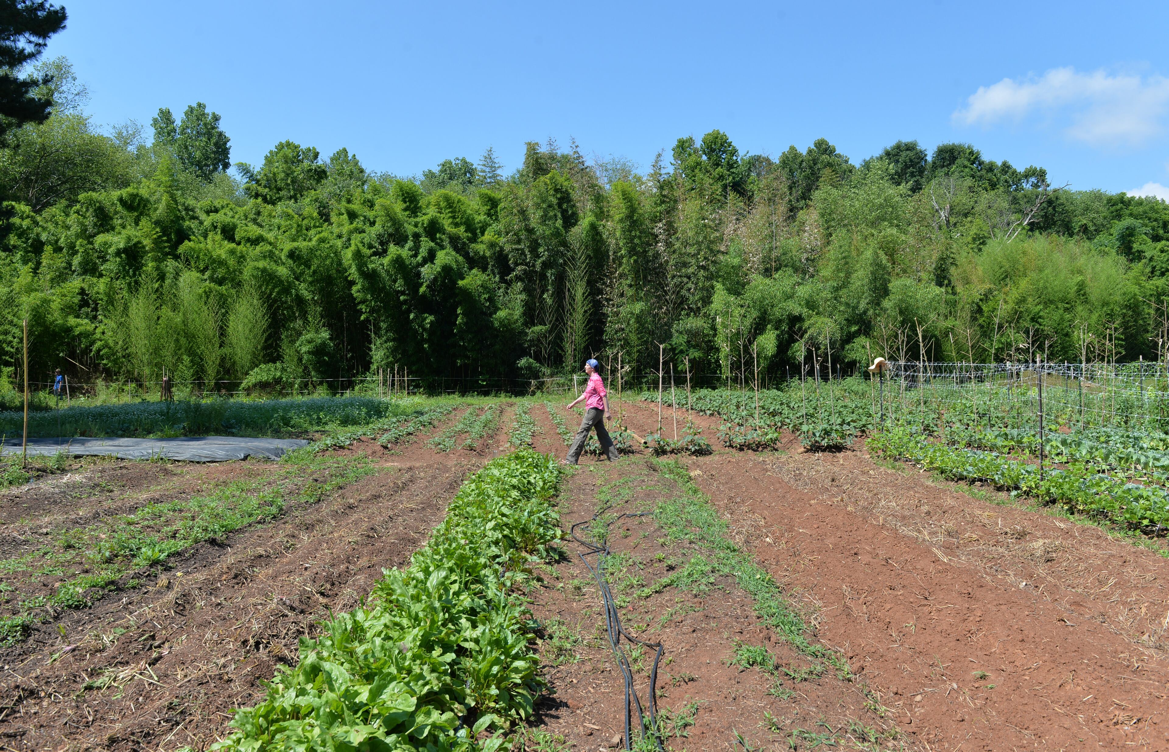 Susan Pavlin, founder of Global Growers Network, visits Bamboo Creek Farm, one of Global Growers' farms, in Stone Mountain on Saturday, June 14, 2014. HYOSUB SHIN / HSHIN@AJC.COM