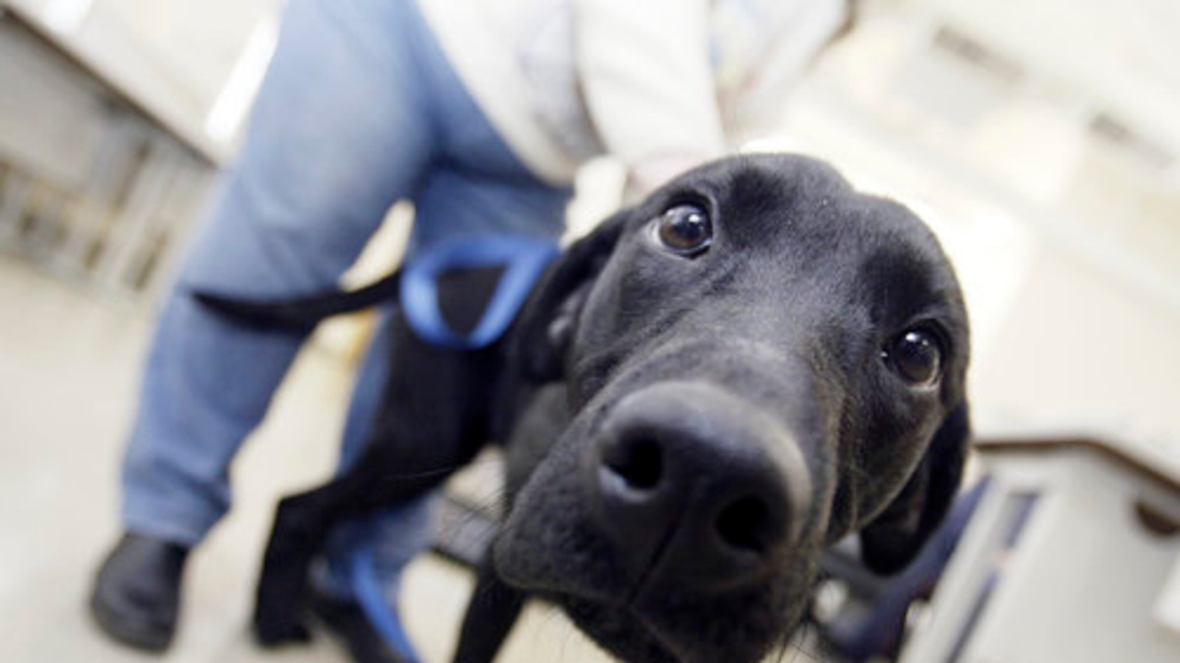 The Greater Dayton Labrador Retriever Rescue attended Mingle with our Mutts, a meet and greet of several local canine rescues, at the Montgomery County Animal Resource Center Sunday, Feb. 14. All dogs are getting spayed or neutered, get their first shots, heartworm medication, fecal tested and micro-chipped. Greater Dayton Labrador Retriever Rescue's puppies are $300 and adult dogs $275.