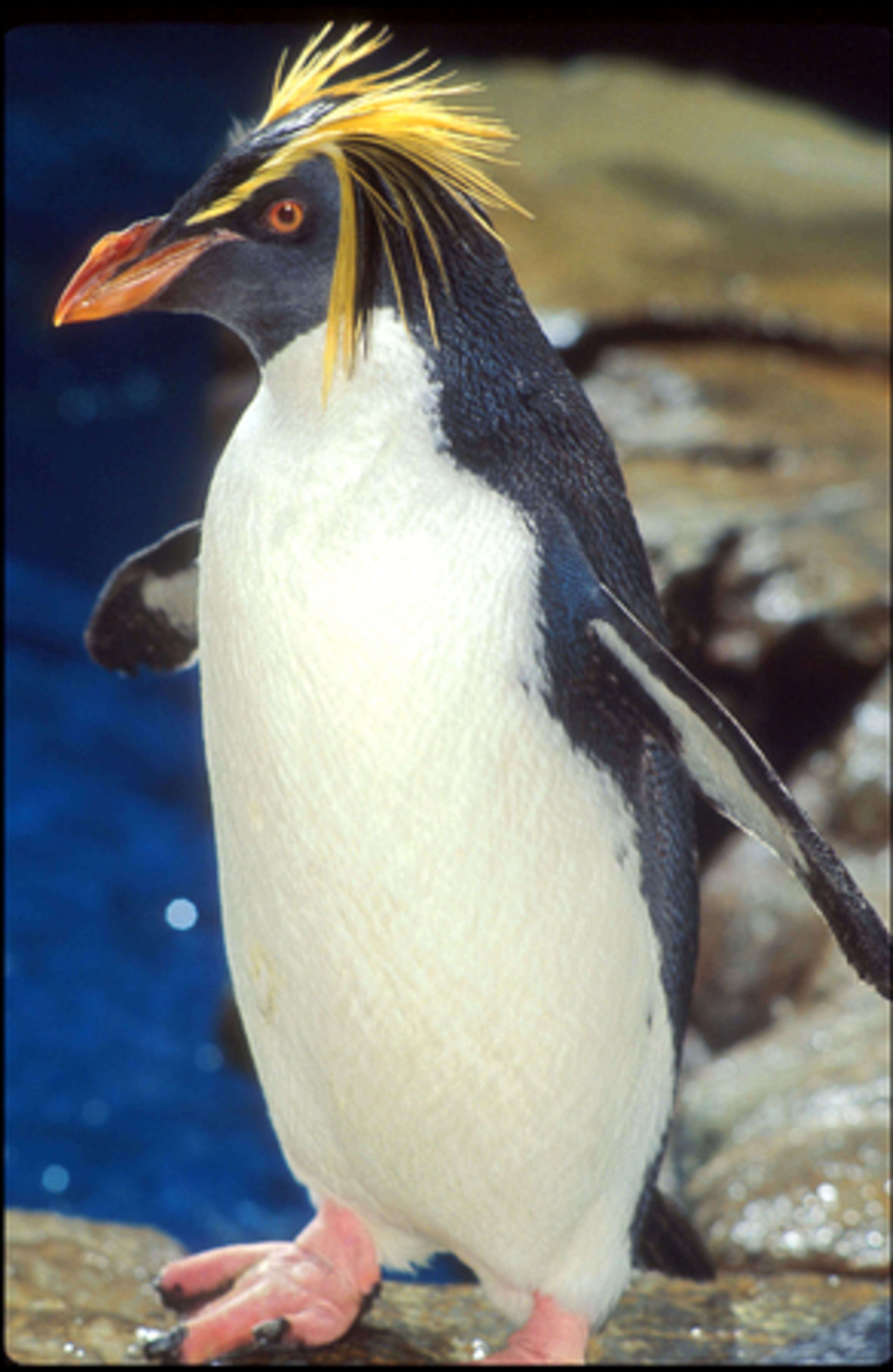 A Macaroni Penguin, with it's cheesy colored fur, struts along the riverfront at the Chattanooga Aquarium.