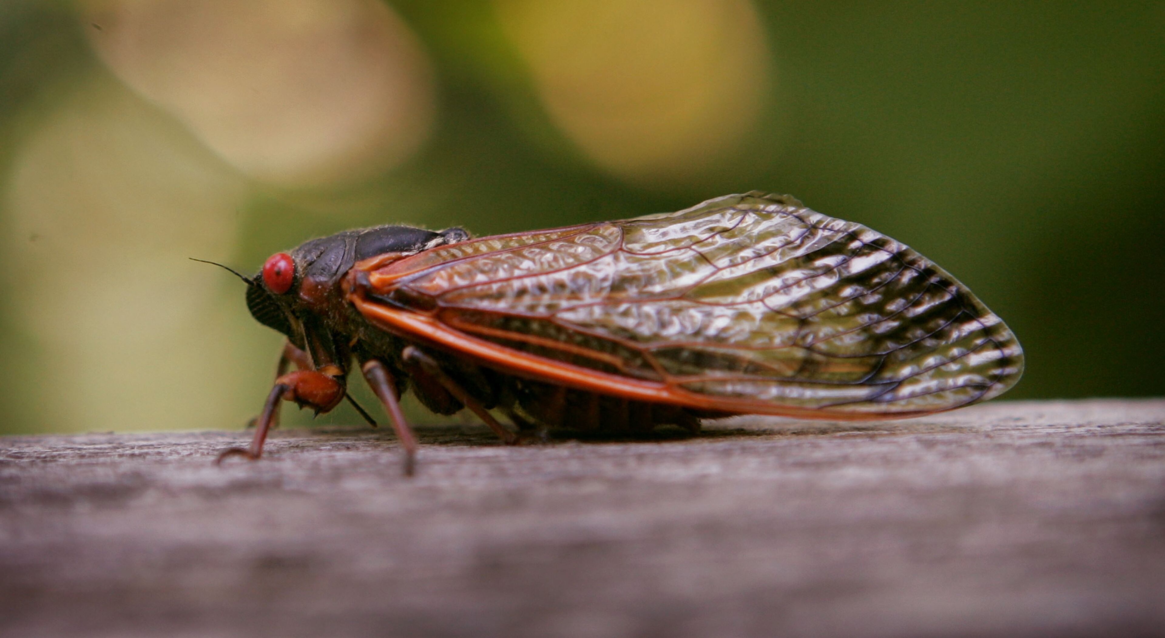 A cicada sits on a fence at a forest preserve June 11, 2007 in Willow Springs, Illinois. The periodical cicadas are among the millions in the area that have emerged from the ground and taken to the trees during the past couple of weeks as part of their 17-year hatch cycle. (Photo by Scott Olson/Getty Images)