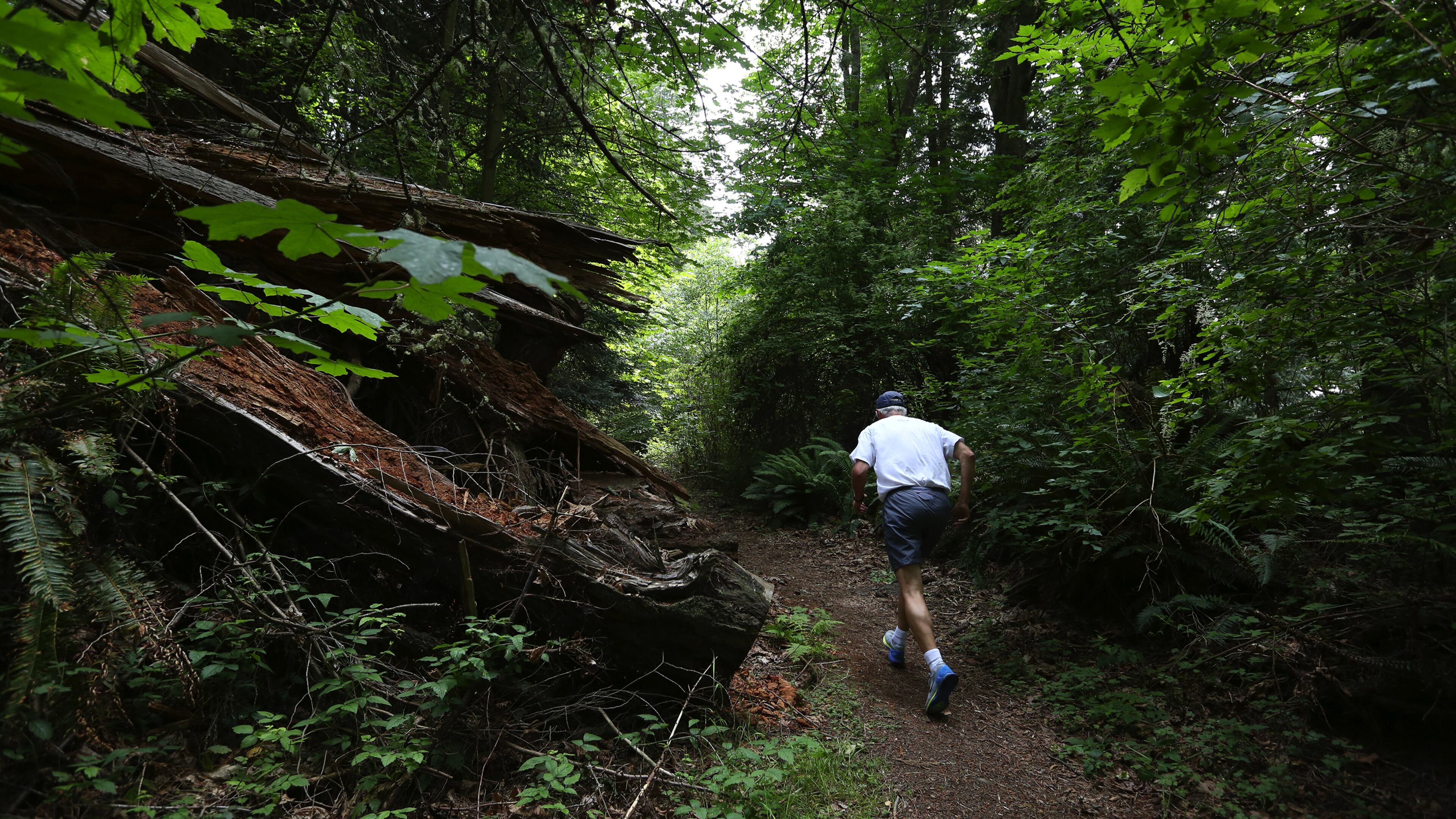 A runner moves along the south trail on the Kukutali Preserve. (Ken Lambert/Seattle Times/TNS)