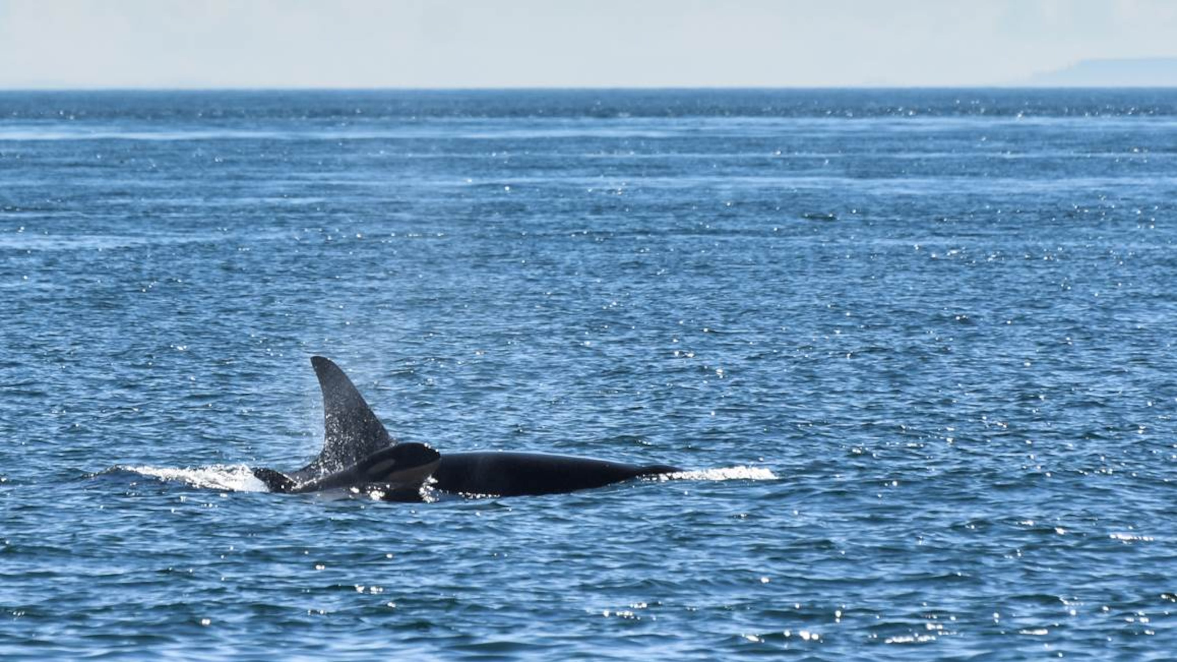 New Southern Resident calf L122 with its mother L91 Monday morning, Sept. 7, 2015, in the Strait of Juan de Fuca.