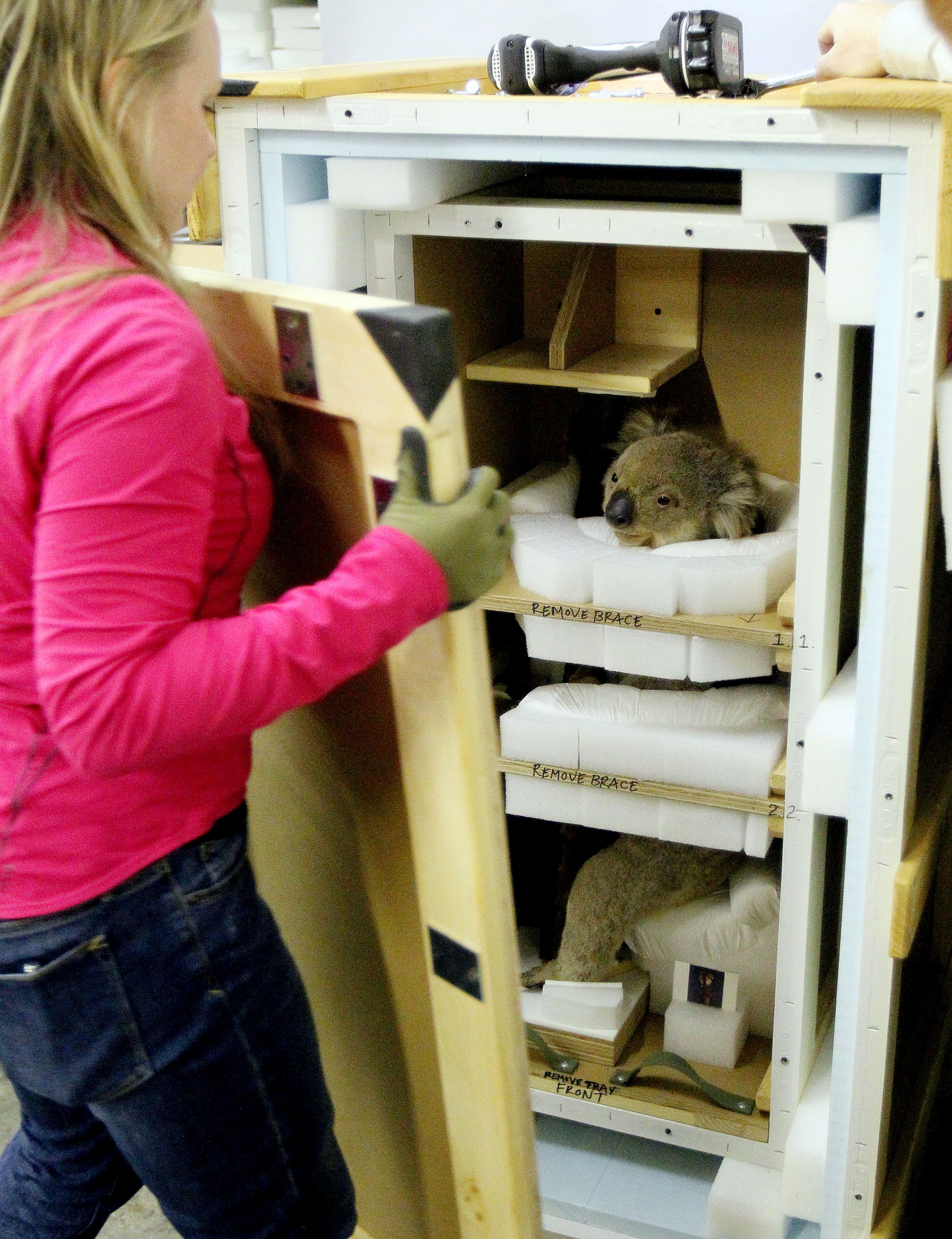 Rachel May uncrates a Koala taxidermy for the American Museum of Natural History's "Extreme Mammals" exhibit at the Fernbank Museum of Natural History in Atlanta.