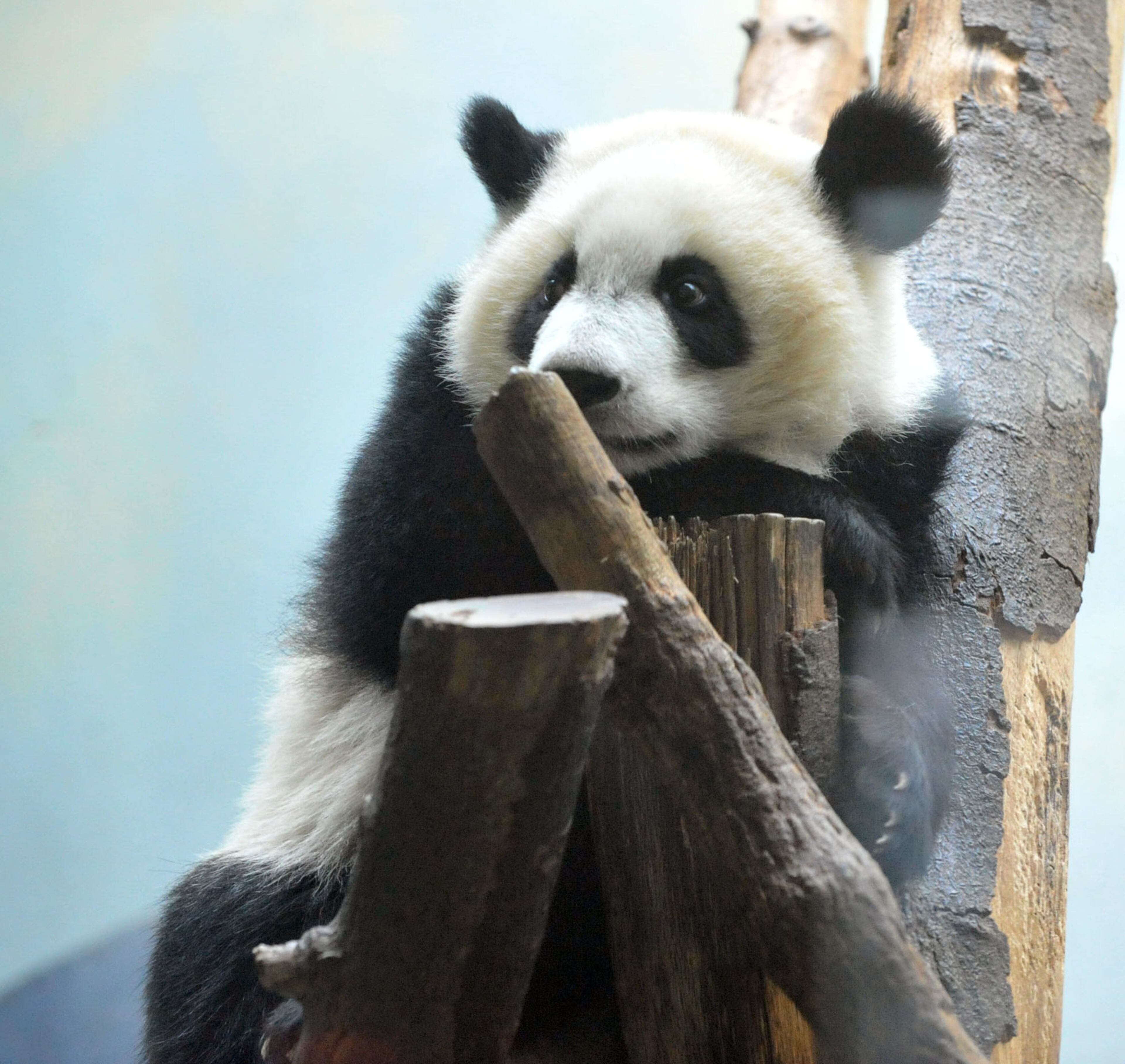 Giant panda twin Mei Lun rests in her enclosure at Zoo Atlanta, Wednesday, July 9, 2014. Born at 6:21 p.m. and 6:23 p.m. on the evening of July 15, 2013, Mei Lun and Mei Huan were the first giant pandas born in the U.S. in 2013 and are the only pair of surviving giant panda twins ever born in the U.S. The cubs are the fourth and fifth offspring of Lun Lun and Yang Yang; their older brothers, Mei Lan and Xi Lan, and older sister, Po, now reside at China's Chengdu Research Base of Giant Panda Breeding.