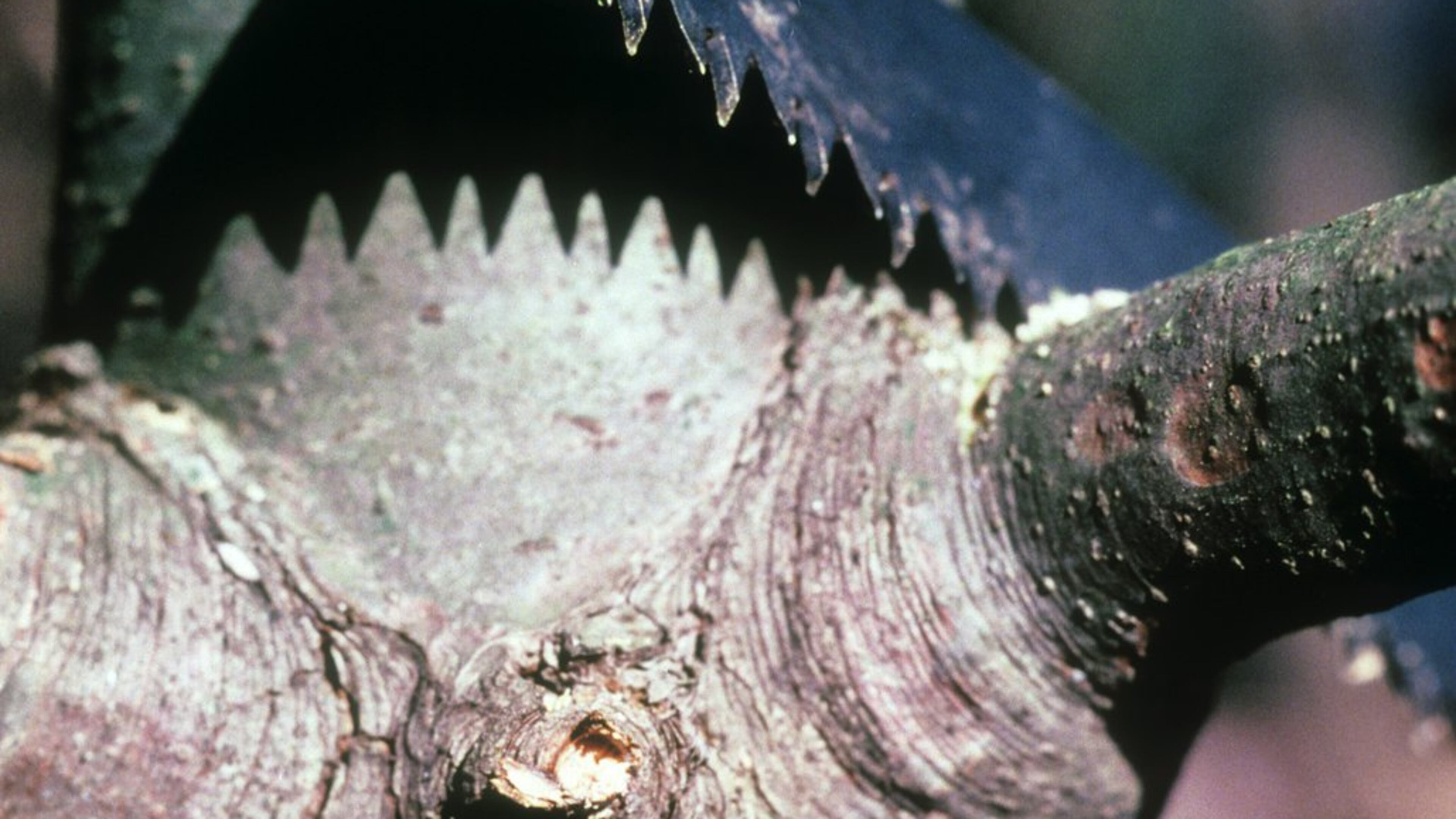 Make pruning cuts slightly outside the limb collar. WALTER REEVES