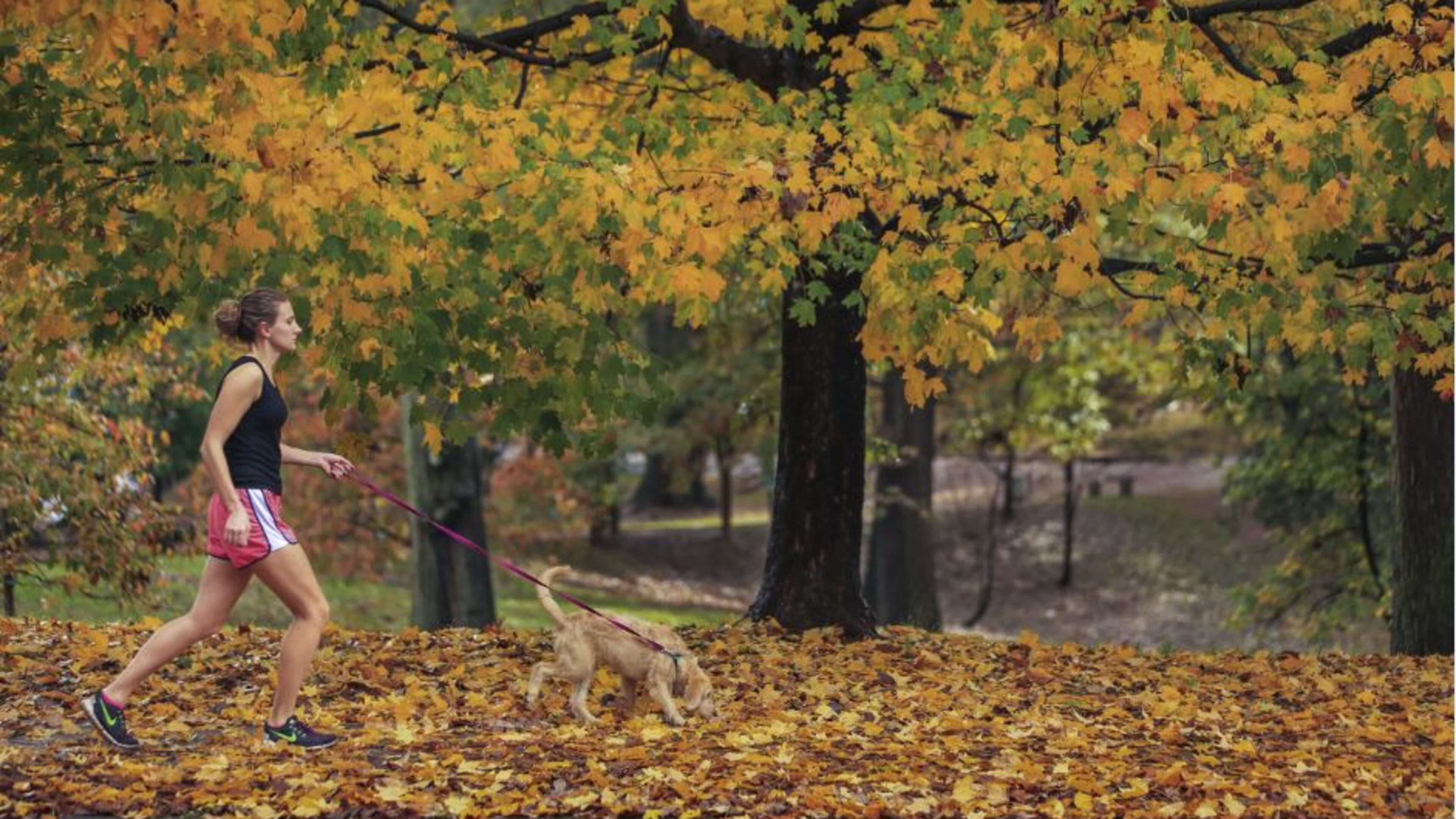 Caitlyn Kennedy took a run with her 4-month old Labradoodle, along Cherokee Avenue at Grant Park on Friday, Nov. 6, 2015. JOHN SPINK / JSPINK@AJC.COM