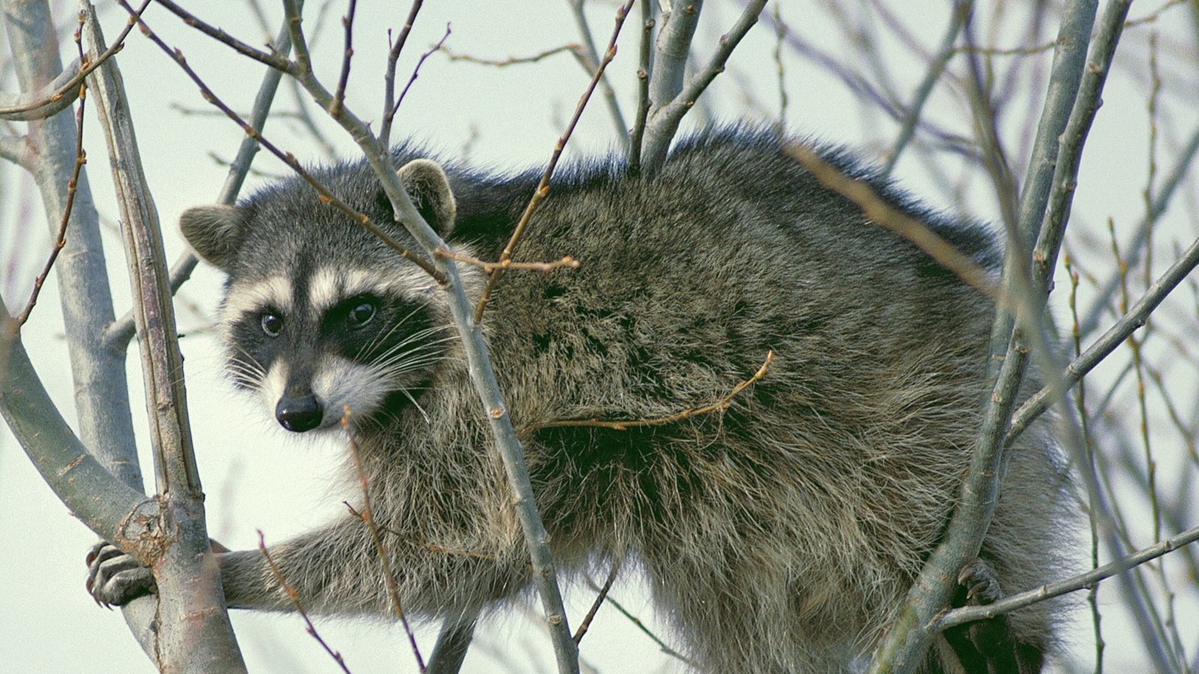 With its bandit-like mask, small “hands” and ringed tail, the raccoon is one of Georgia’s most recognizable animals. February-March is prime breeding time for raccoons in Georgia. CONTRIBUTED BY U.S. FISH AND WILDLIFE SERVICE