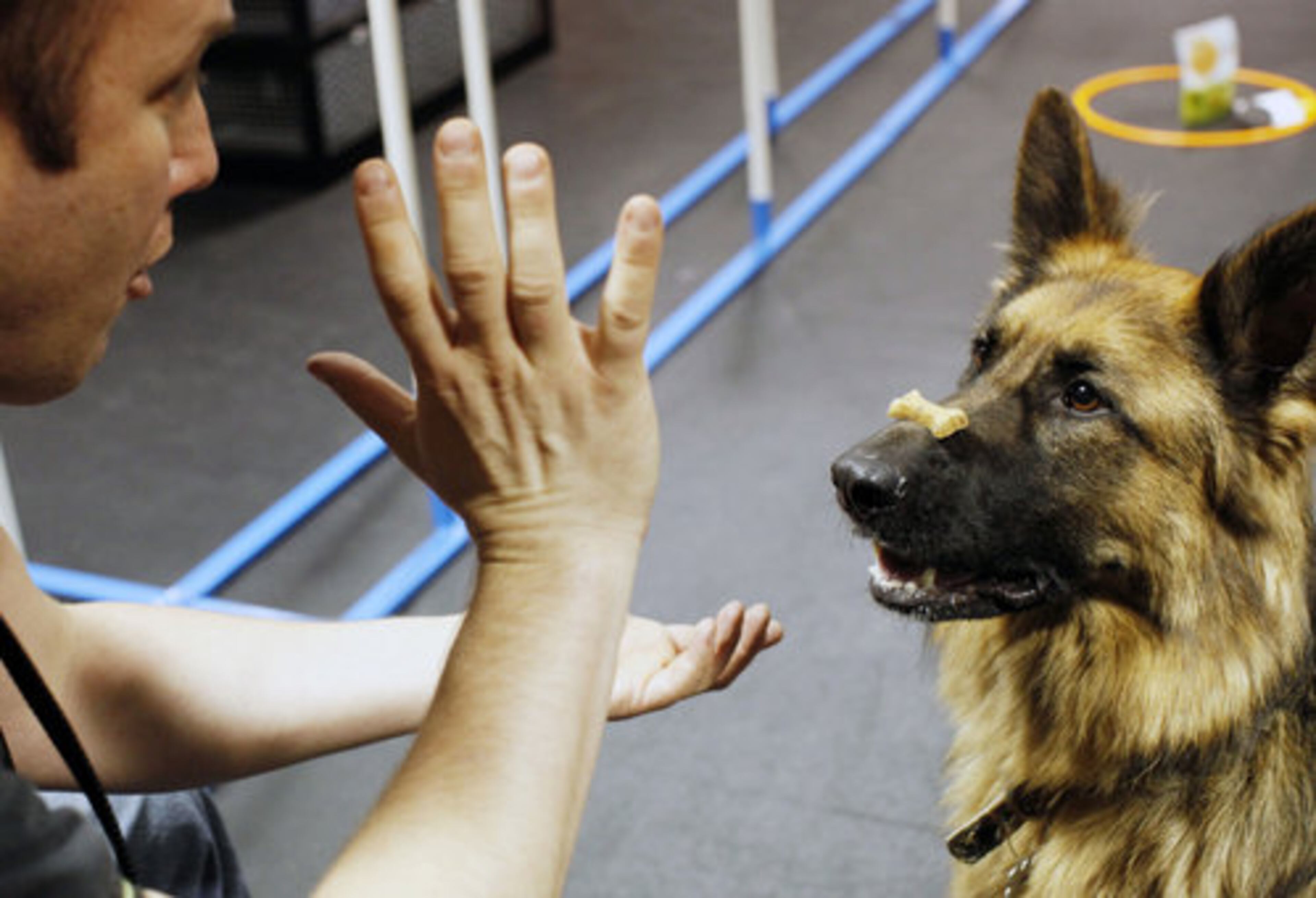 Mark Bordelon works with his 3-year-old shepherd Zola during the Hollywood Tricks class at Zoom Room in Los Angeles.