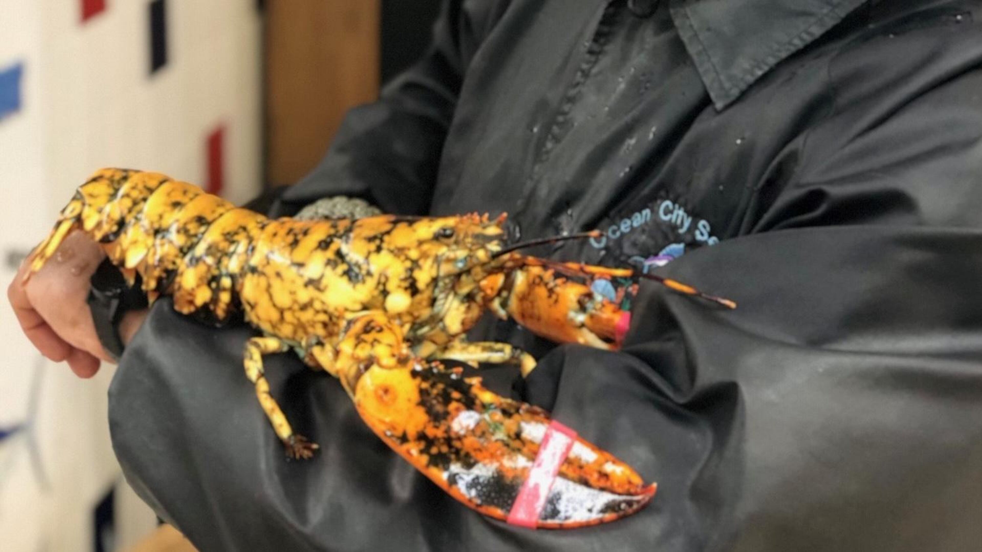 This "calico" lobster, called "Eve," is about 5 to 7 years old, and is an example of a rare mutation that causes this orange and black mottled appearance. She was saved from the dinner table and may come to Atlanta's Georgia Aquarium. CONTRIBUTED: OCEAN CITY SEAFOOD