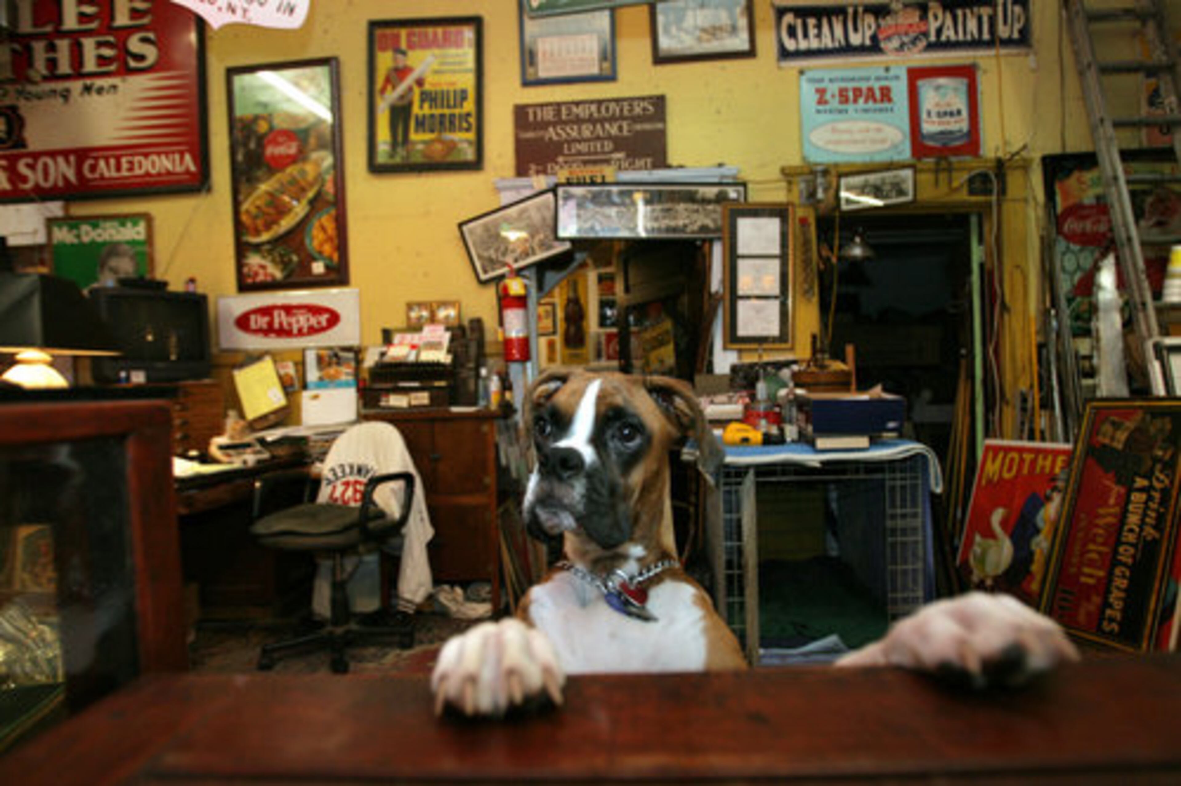 Chamblee: A cute dog wanders inside Biggar Antiques.