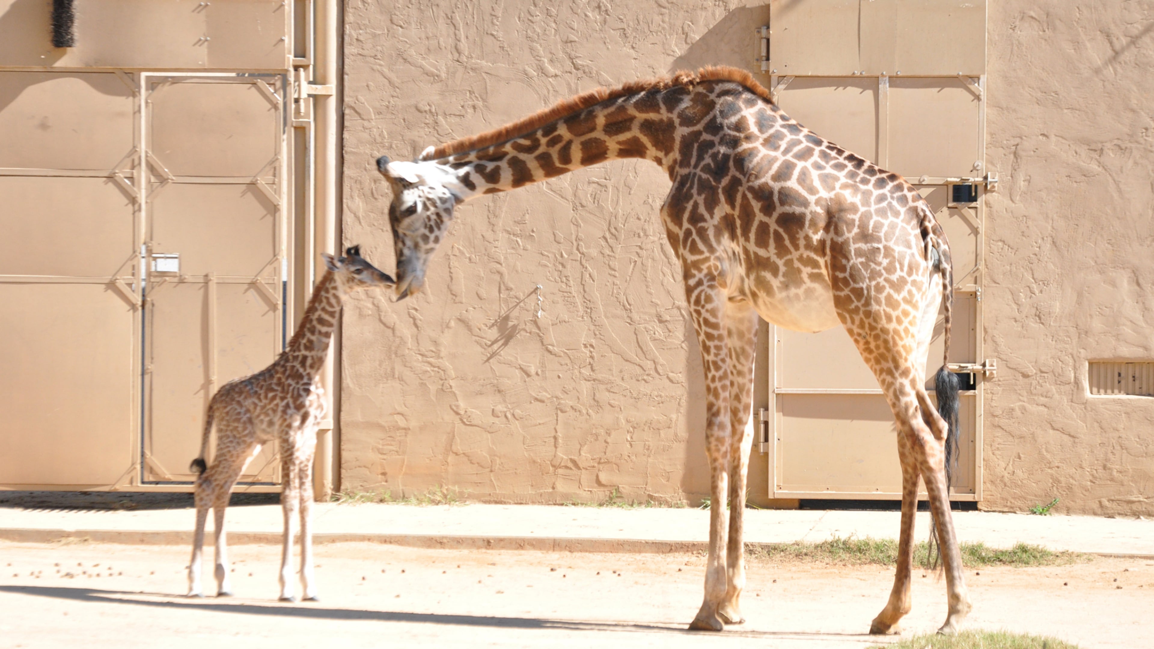 Baby and mother giraffe at the Greenville Zoo. CONTRIBUTED BY GREENVILLE ZOO