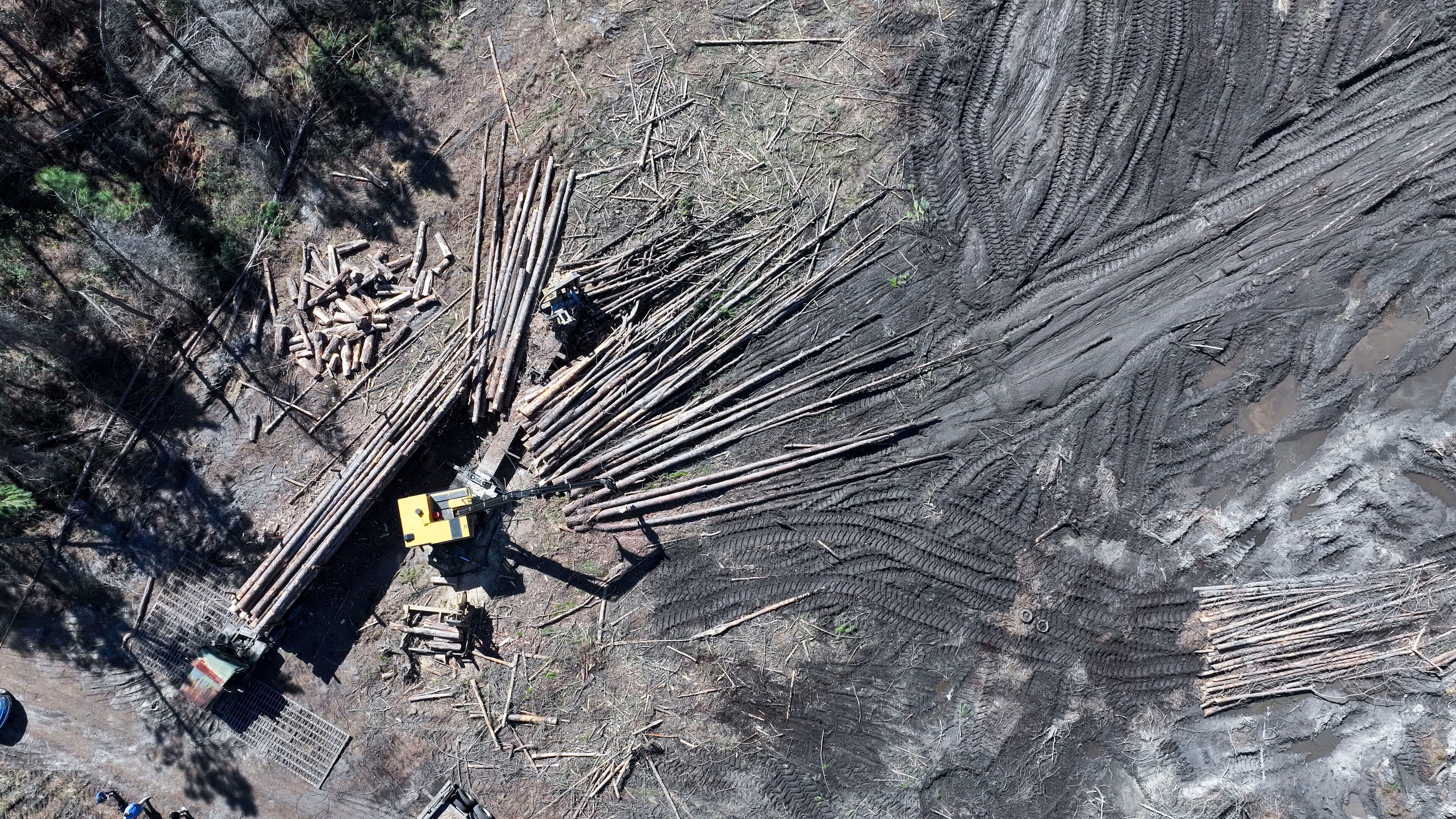 In this aerial image, loggers are seen removing trees on land co-owned by Jake and Lana Hilderbrand in Jeff Davis County on Tuesday, March 18, 2025. (Miguel Martinez/AJC)