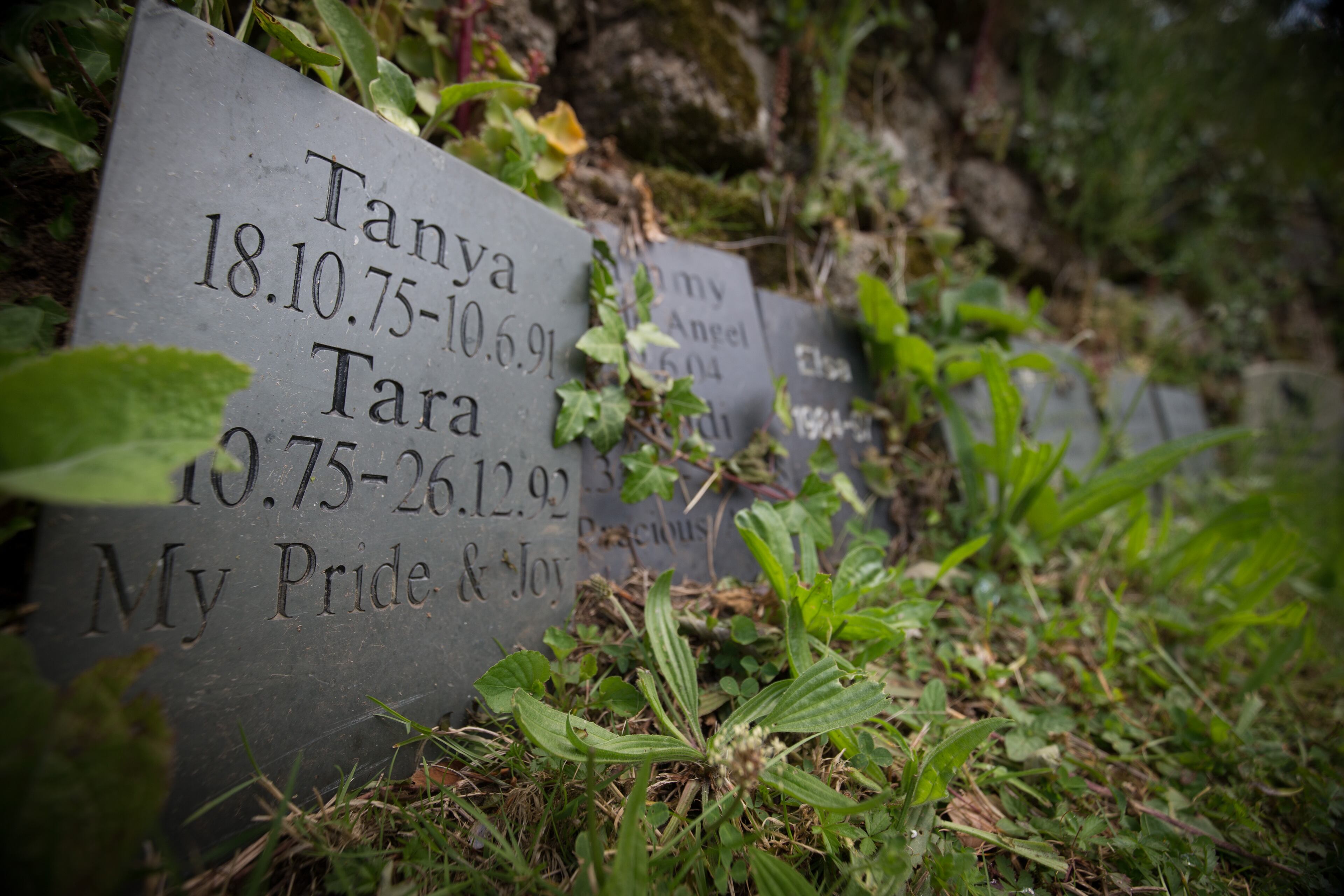PENZANCE, ENGLAND - JUNE 03: A memorial headstone for a pet is seen in the memorial garden at Penwith Pet Crematorium, pet cemetery and memorial gardens near Penzance on June 3, 2015 in Cornwall, England. Established in 1988 as a pet cemetery and pet crematorium for dogs, cats and small animals, more recently they have opened a horse cemetery and also woodland and natural burial grounds for people wishing to be buried close where their beloved animal's ashes were scattered or interred. Globally the pet cremation and burial, or 'pet loss' industry has boomed recently, as many bereaved pet owners look to give their much loved pets more individual, formal and dignified send-offs. (Photo by Matt Cardy/Getty Images)
