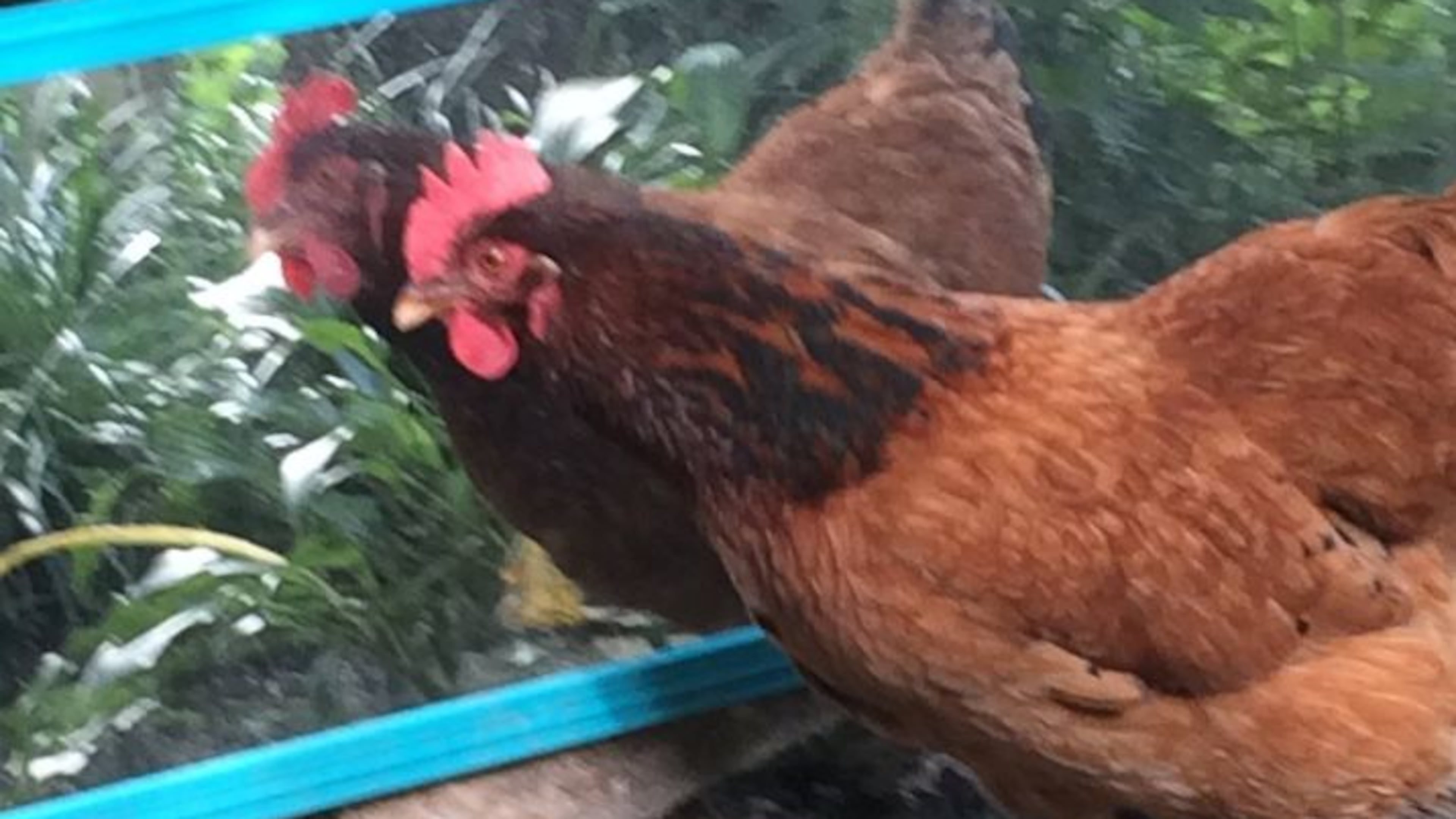 Francois, food editor Ligaya Figueras' chicken.