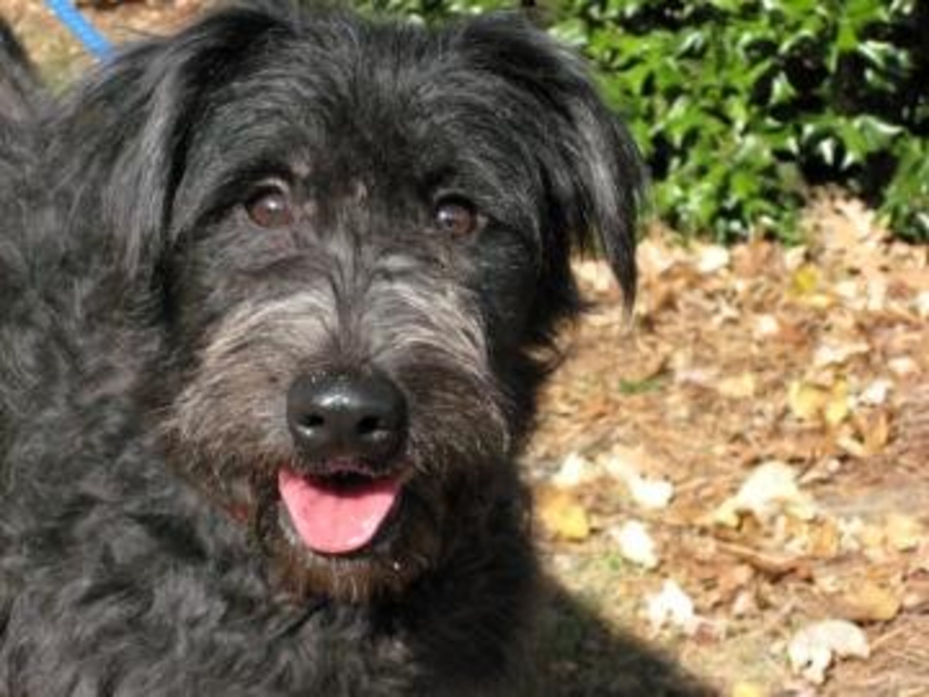 Chloe is a 1 year old spayed female terrier mix. Her animal ID# is A06362392. Chloe is a fun loving girl who likes lots of attention and long walks. She also likes to be around people. Chloe is a sweet dog - so if you're looking for great pet, come on down and meet this wonderful gal today!