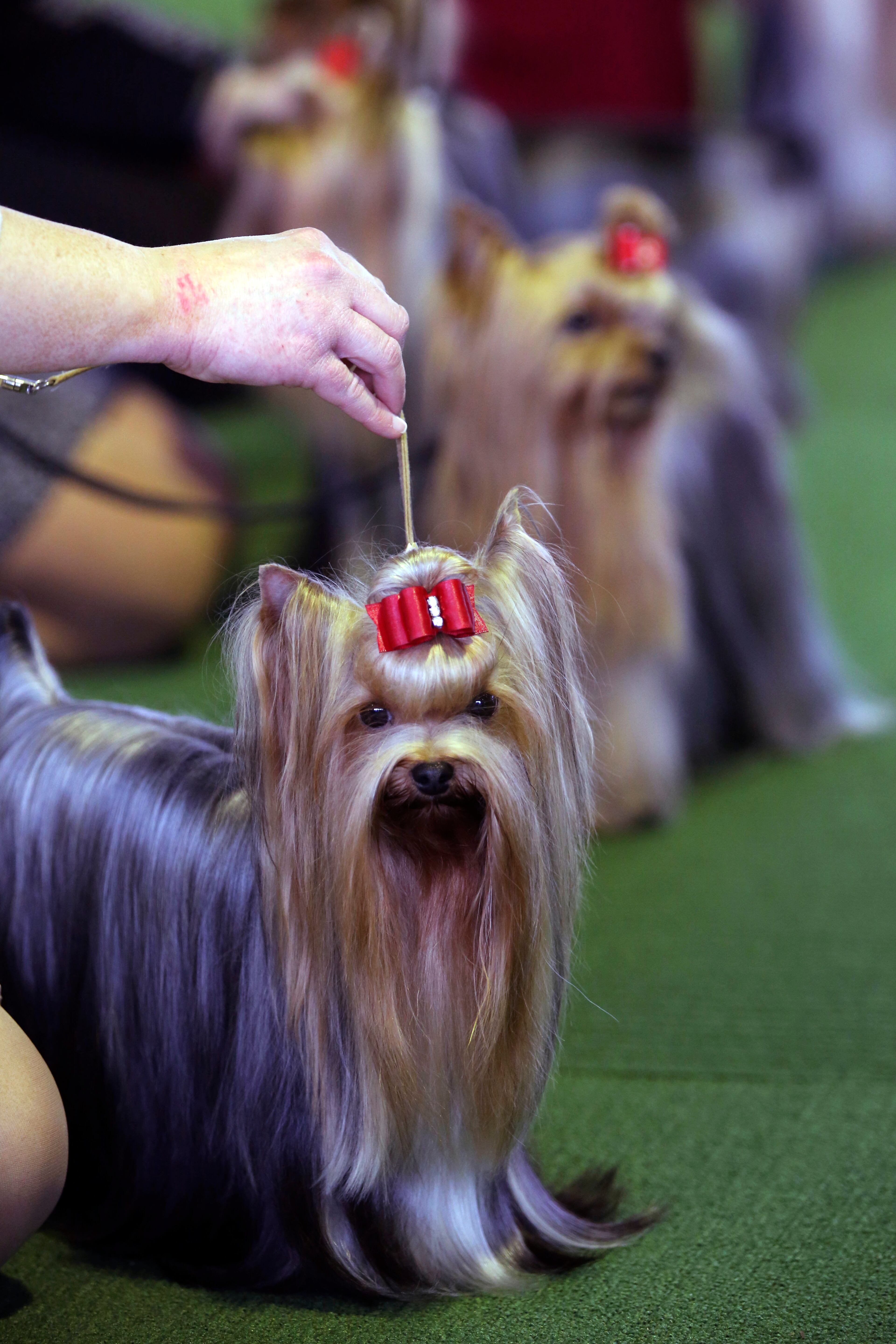 Yorkshire Terrier are shown in the ring during competition at the 137th Westminster Kennel Club dog show, Monday, Feb. 11, 2013 in New York. (AP Photo/Mary Altaffer)