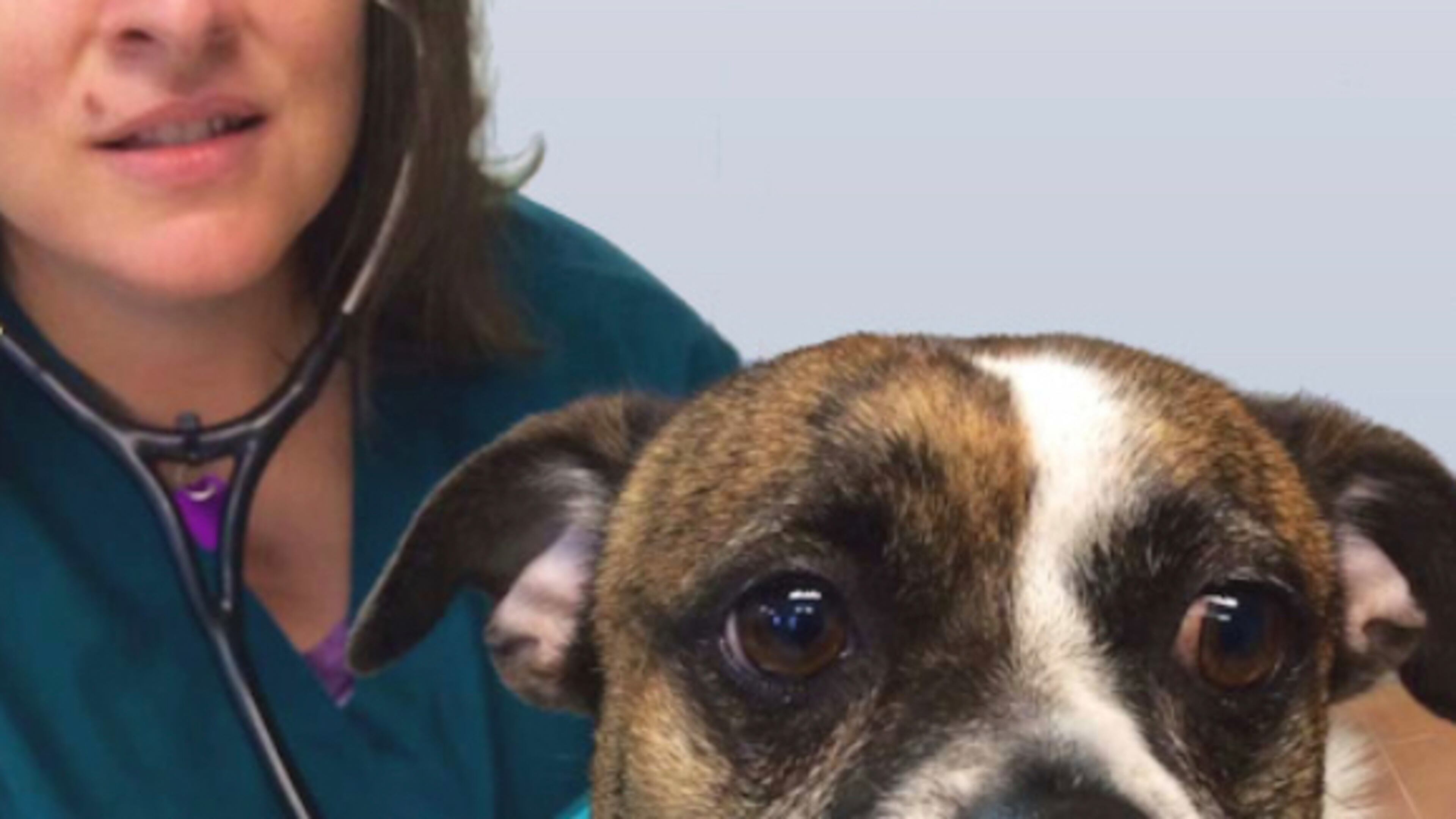 A Bissell Pet Foundation grant will allow Planned PEThood of Georgia to offer discount spay/neuter procedures to dog and cat owners in Norcross. (Courtesy Planned PEThood of Georgia)