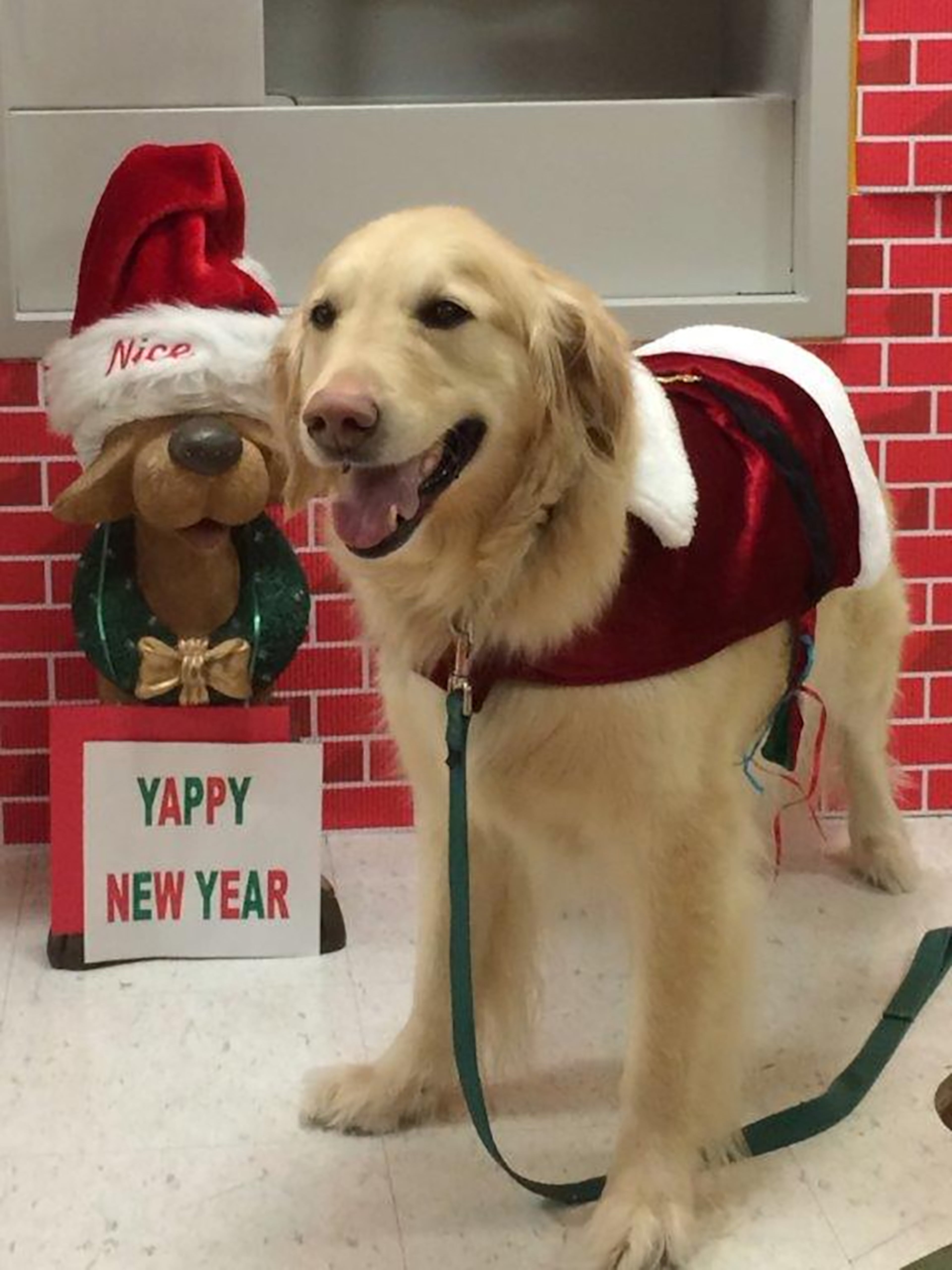 During the holidays, Casper might wear a Santa-like outfit to cheer up patients at the hospital. (Contributed)