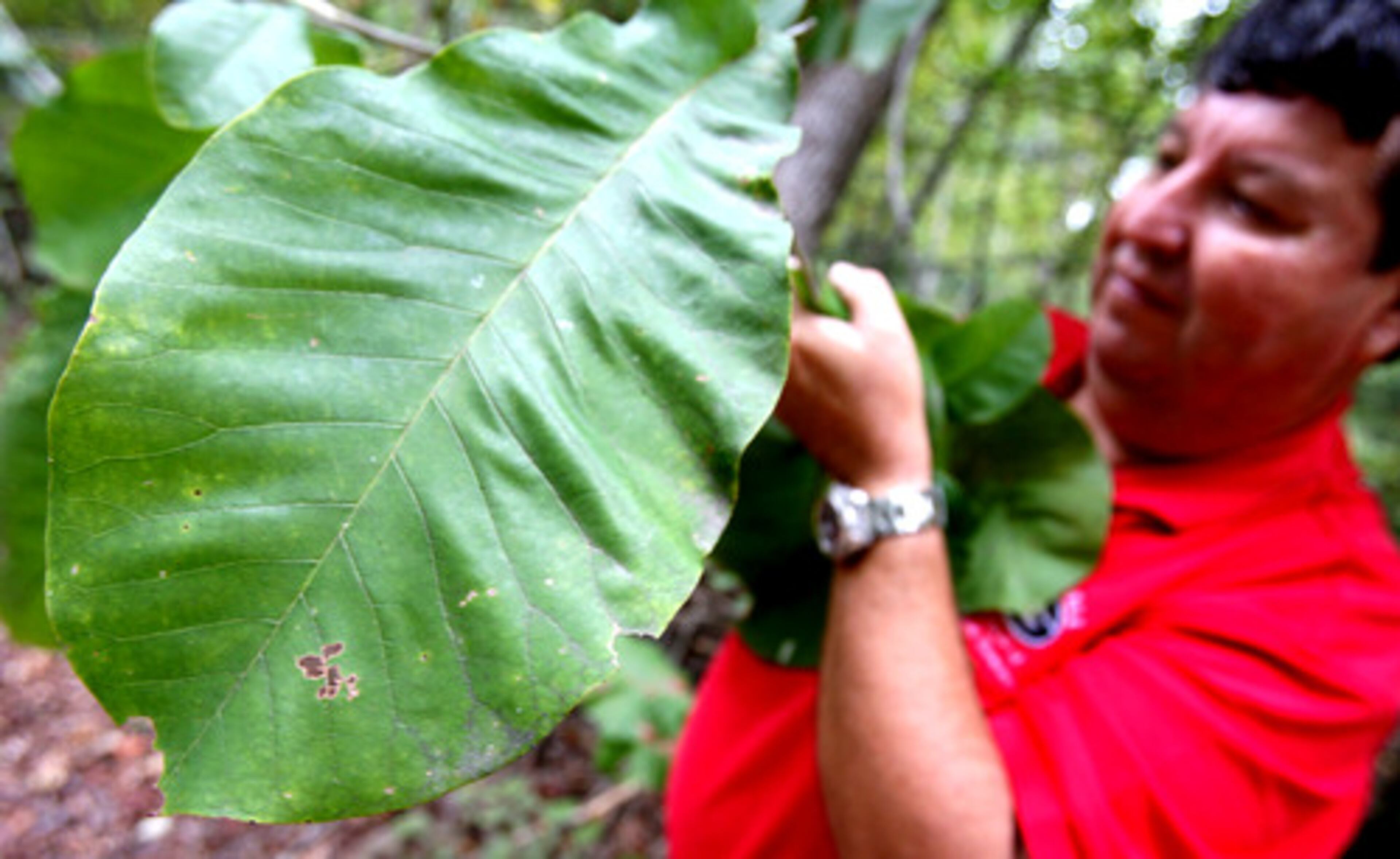 Bill Lott, assistant forest manager holds the big leaf Magnolia plant at the Thompson Mills Forest in Braselton.